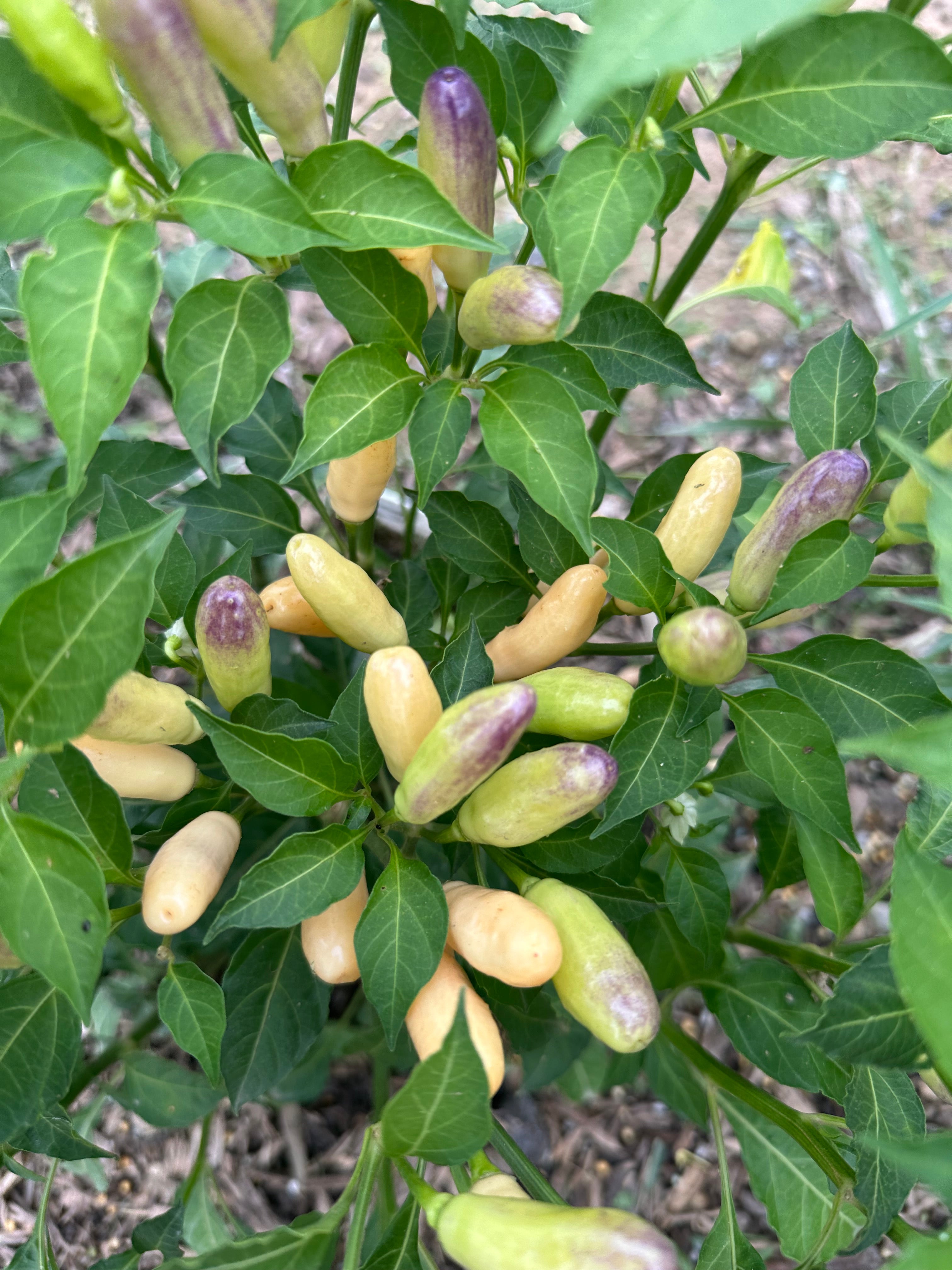 Peach Frutescens