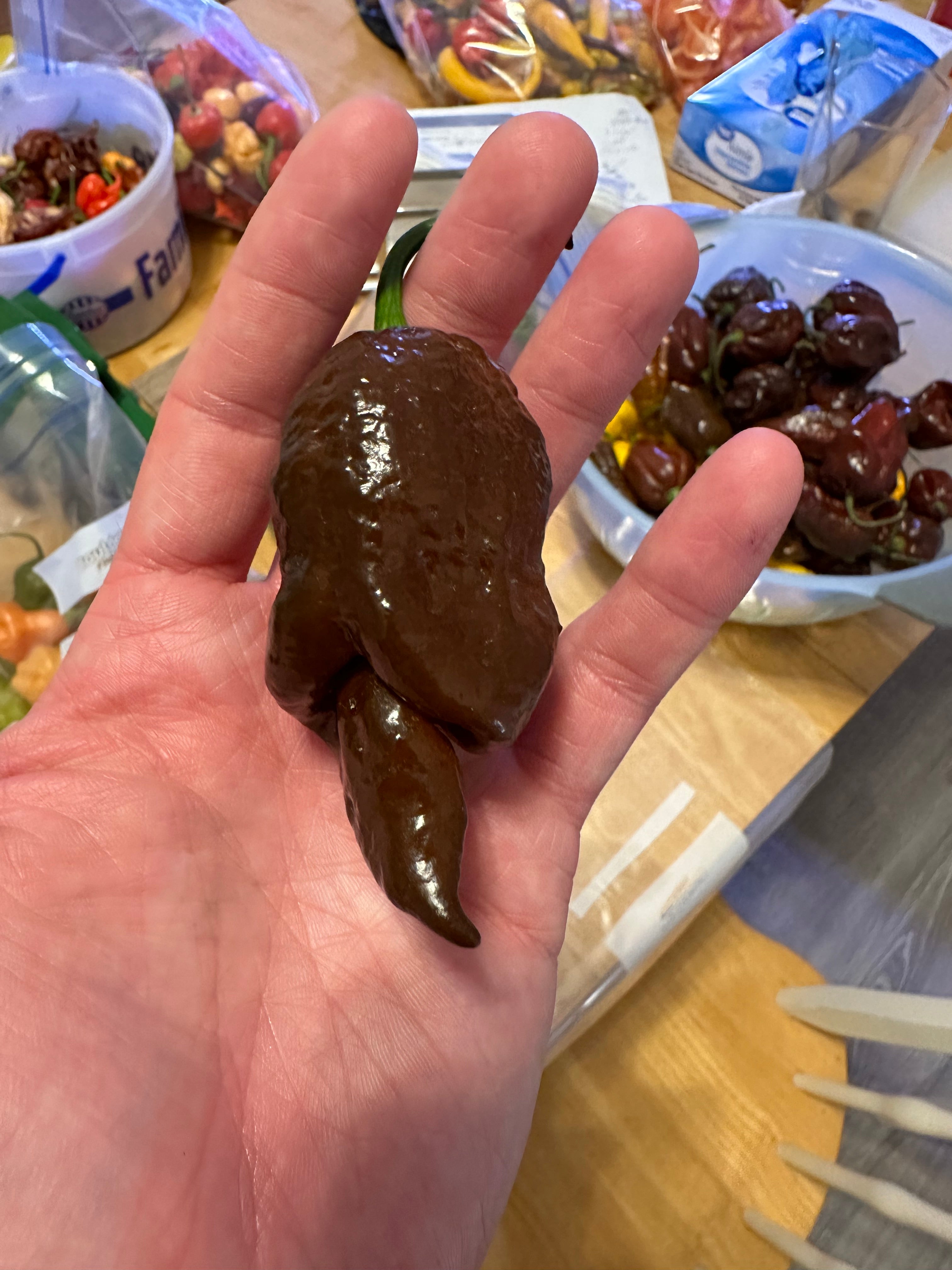 Gator Jigsaw x Chocolate Habanero  F4