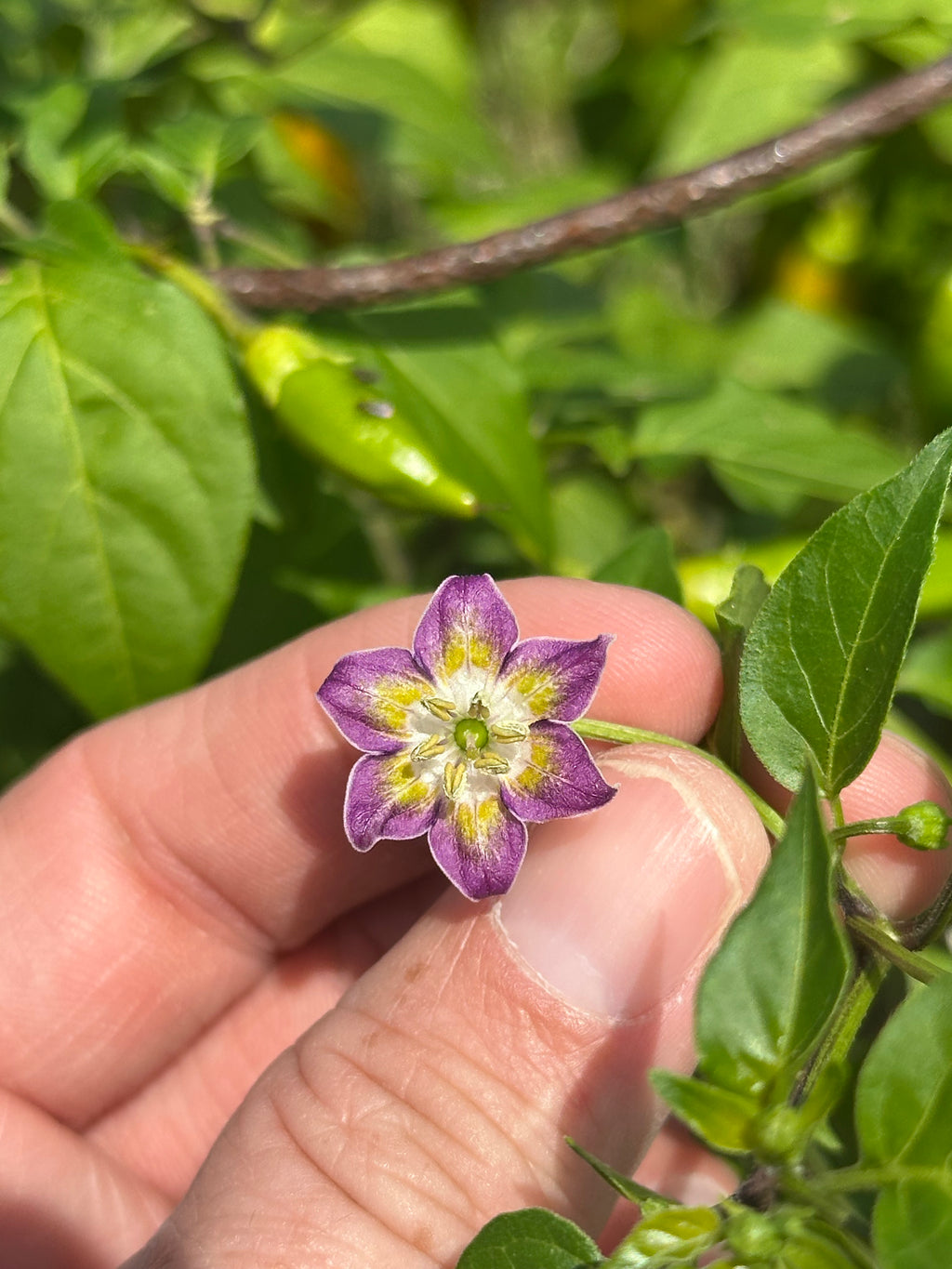 Purple Flower Baccatum