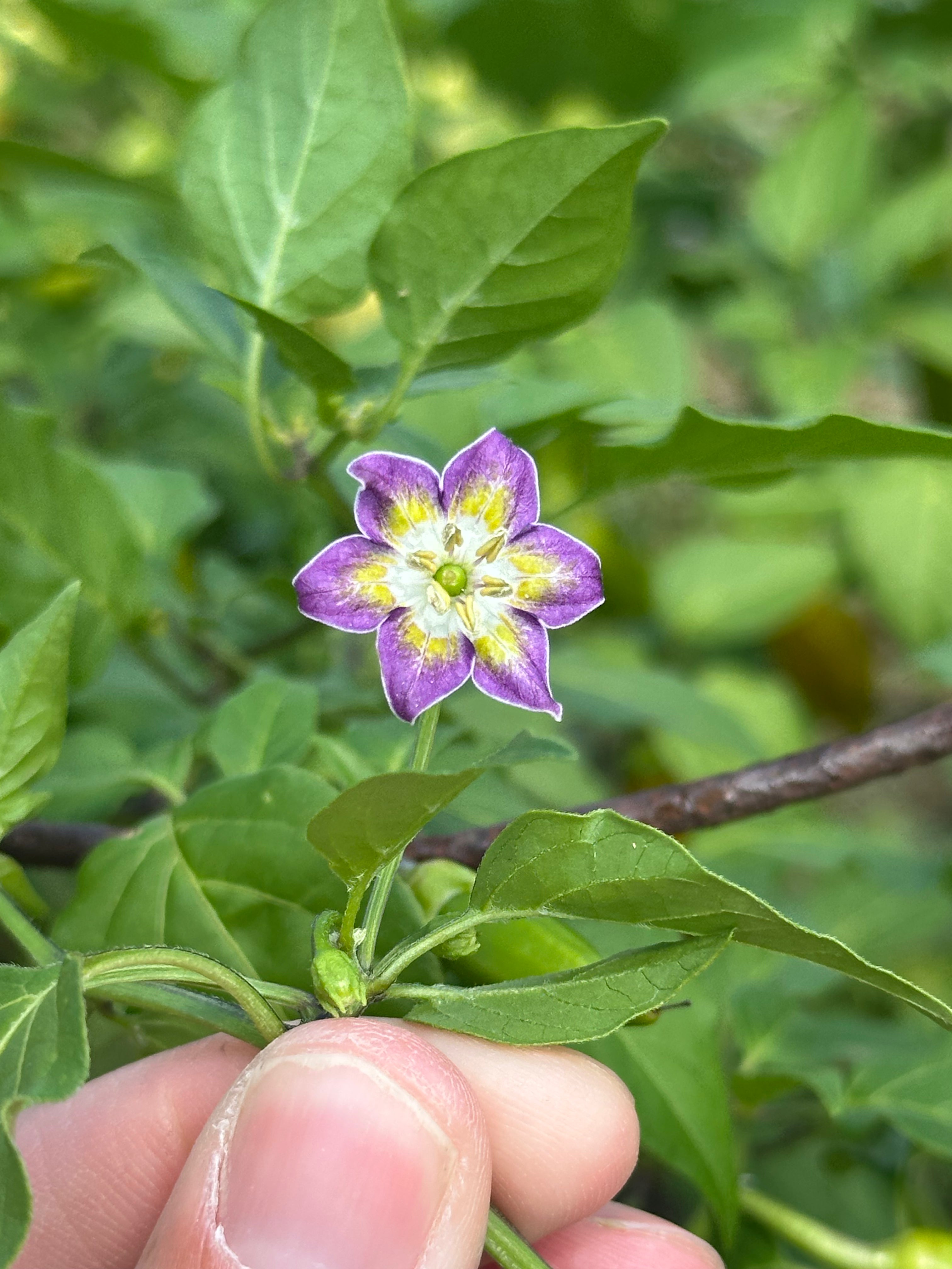 Purple Flower Baccatum