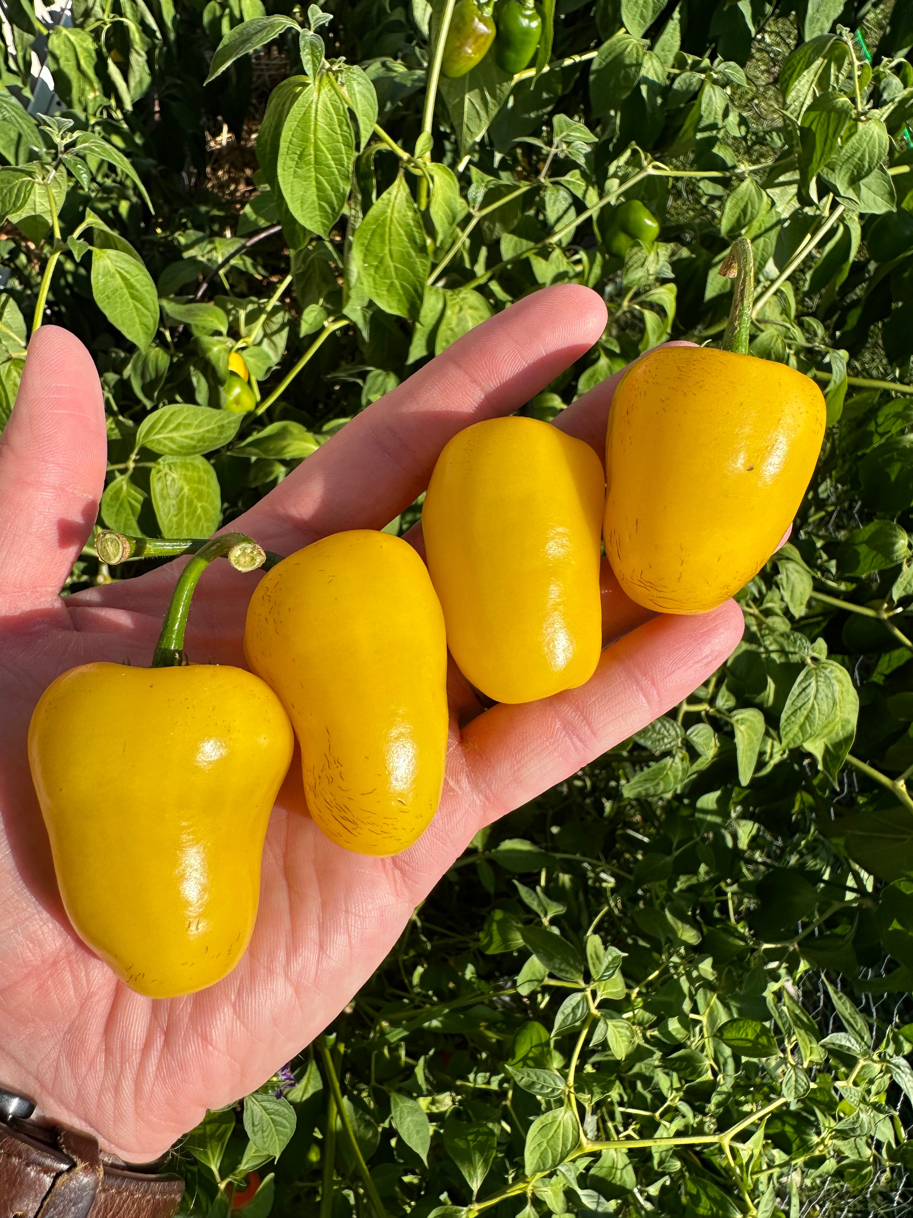 Yellow Rocoto