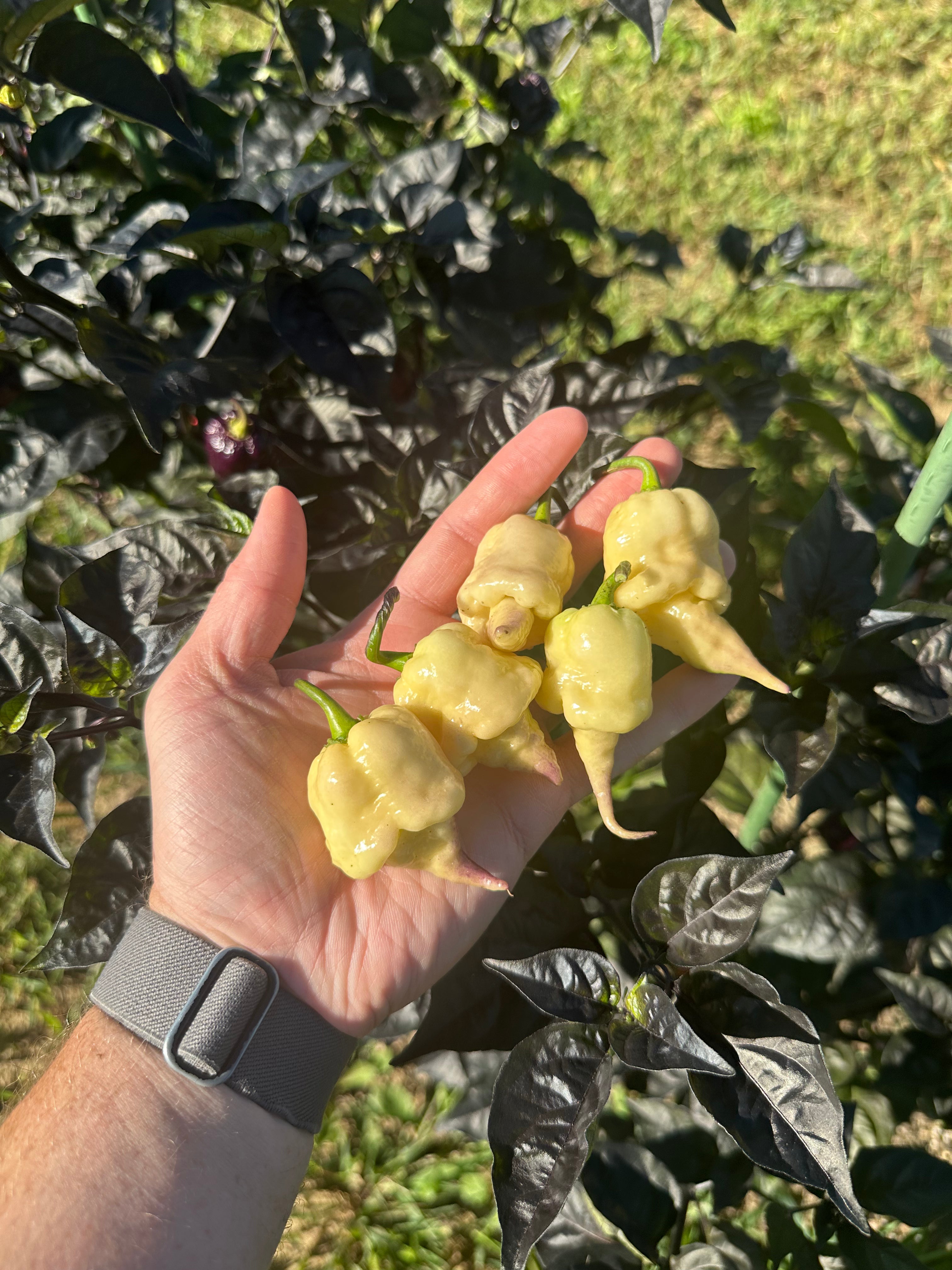 Jays Red Ghost Scorpion x Pink Tiger x Reaper (Lemon Pheno)