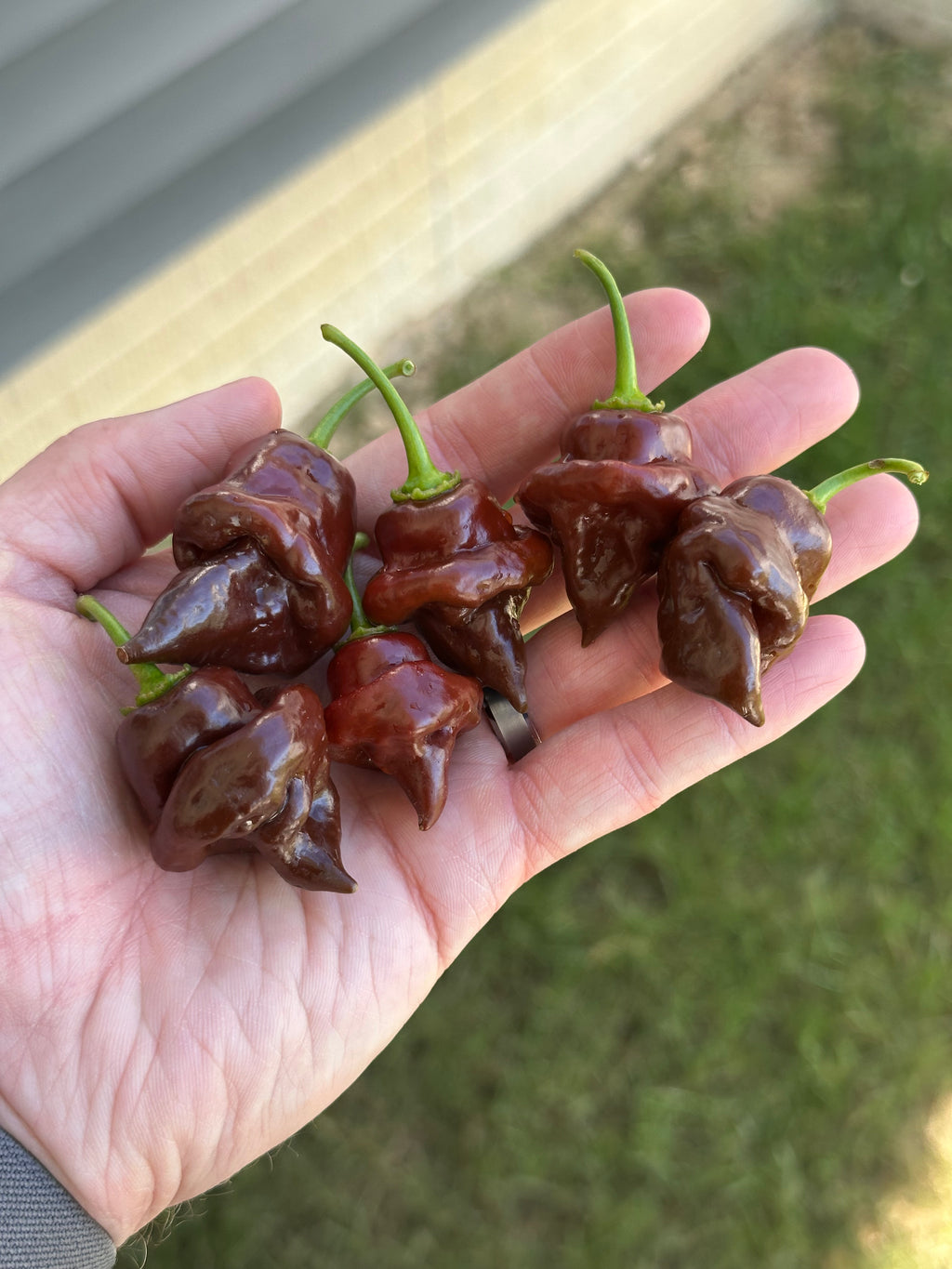 Chocolate Hand Grenade