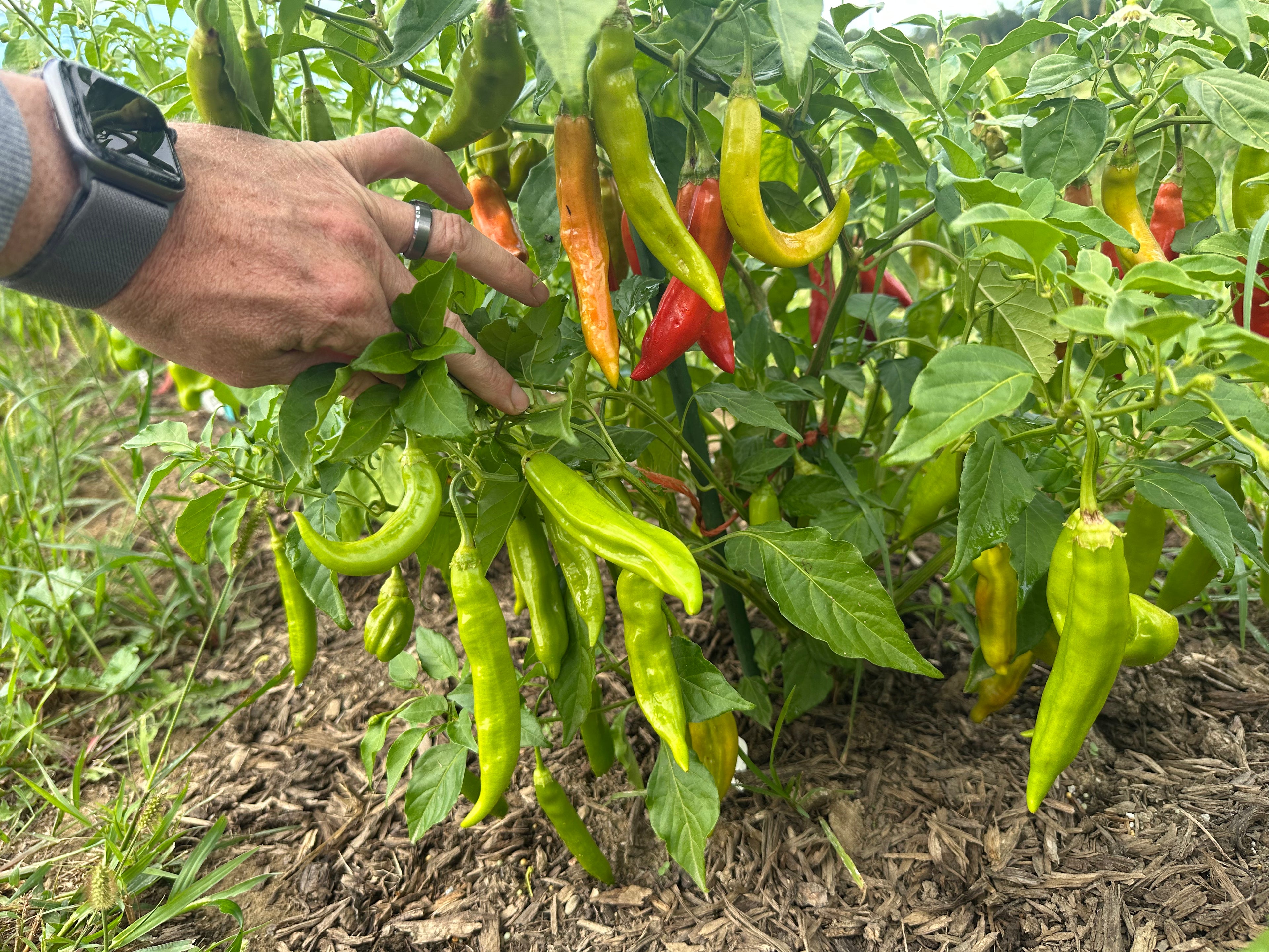 Cap 455 Pepper Seeds