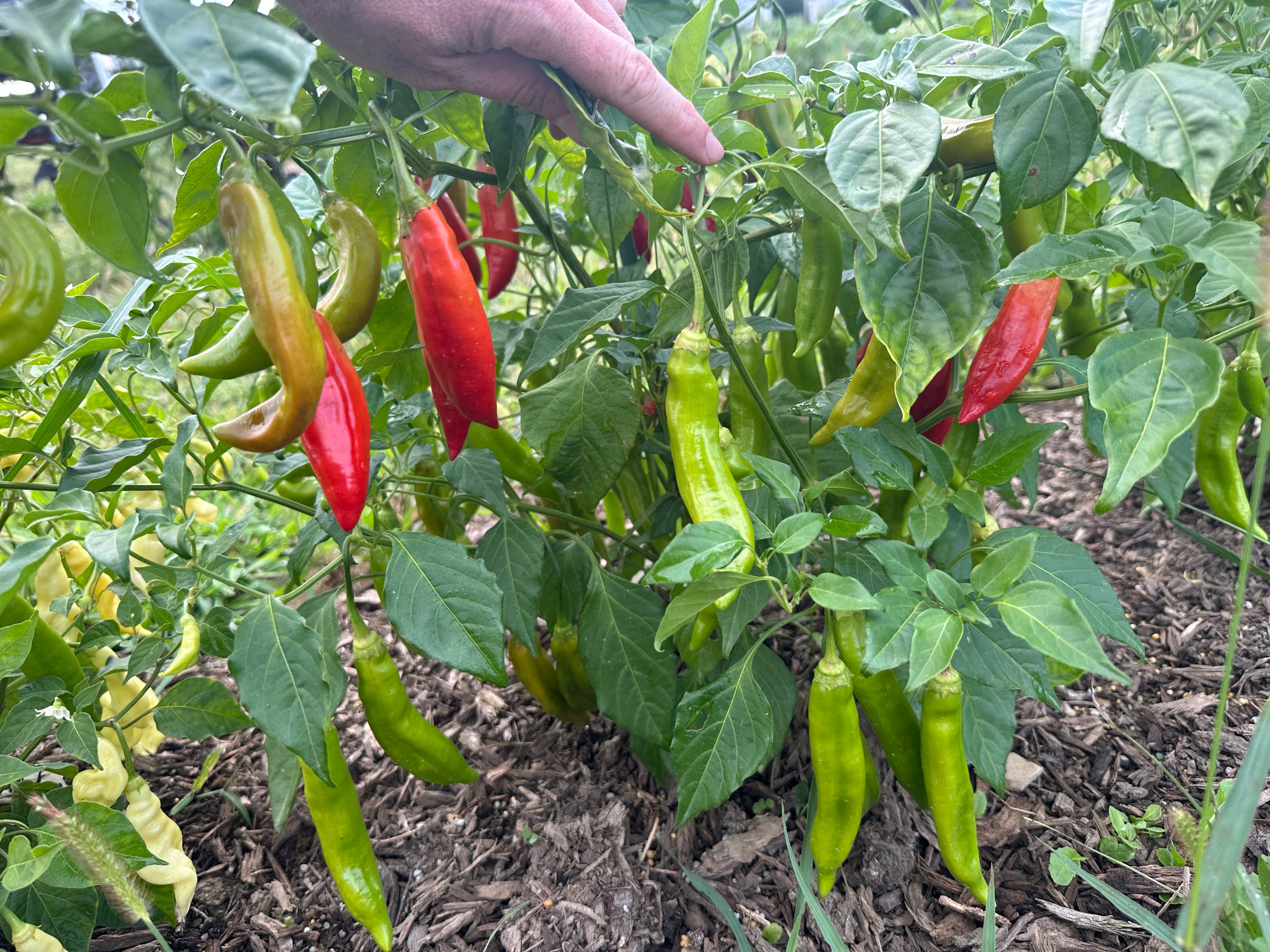 Cap 455 Pepper Seeds