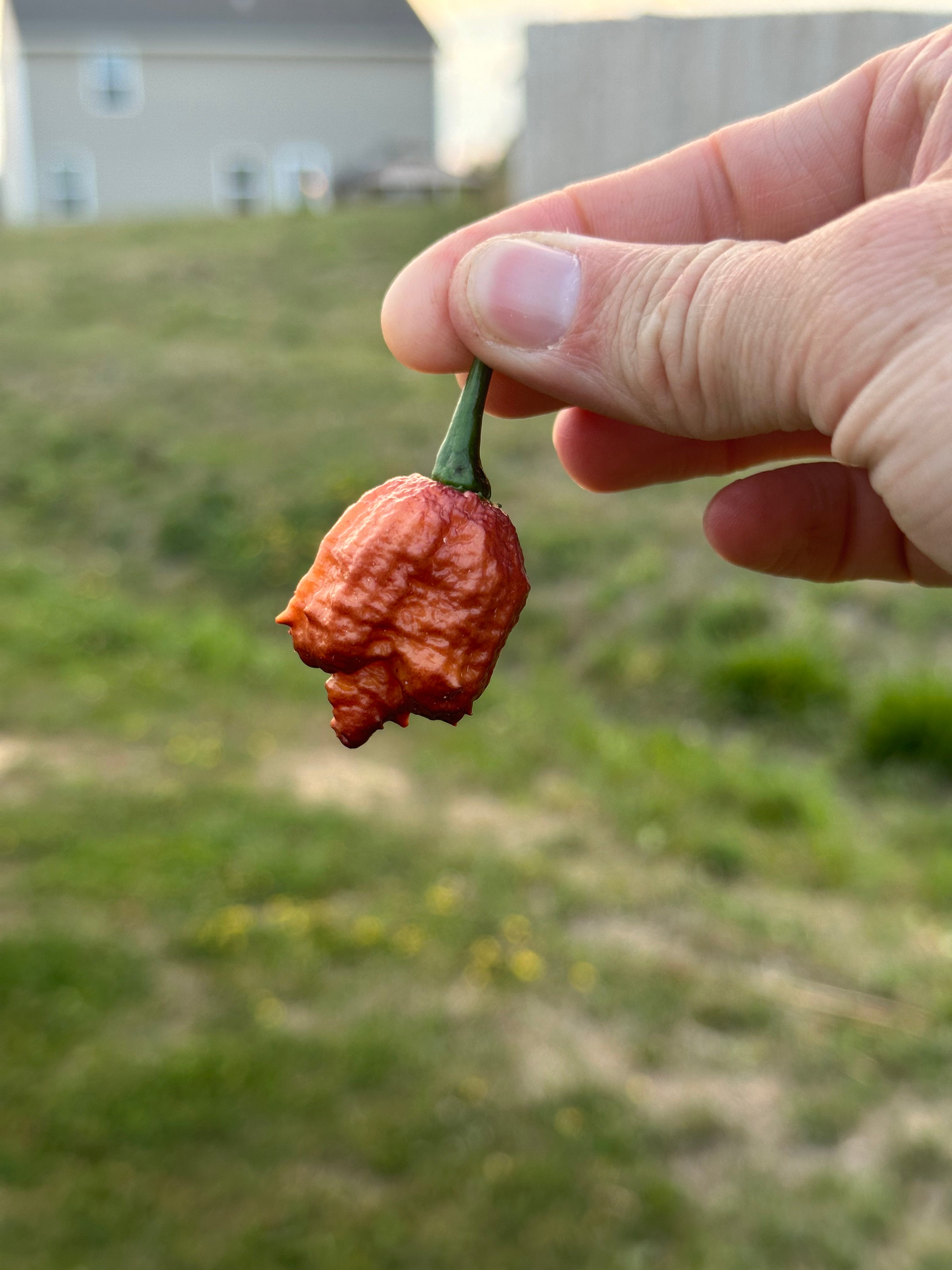 Crazy Boy Pink Cream Variant