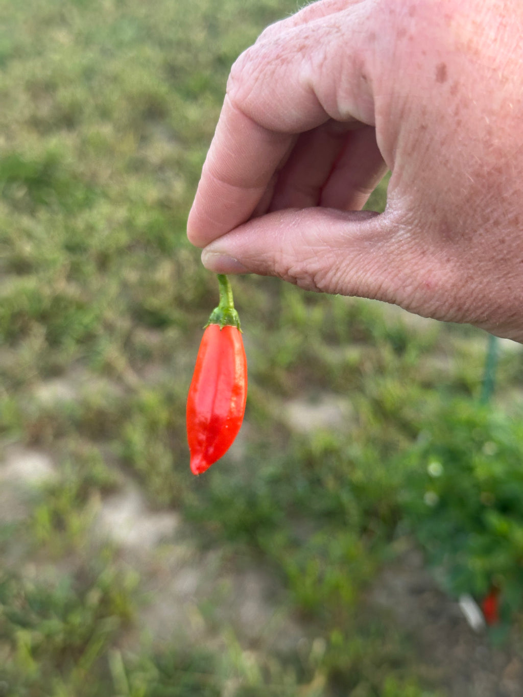 Purple Flower Baccatum