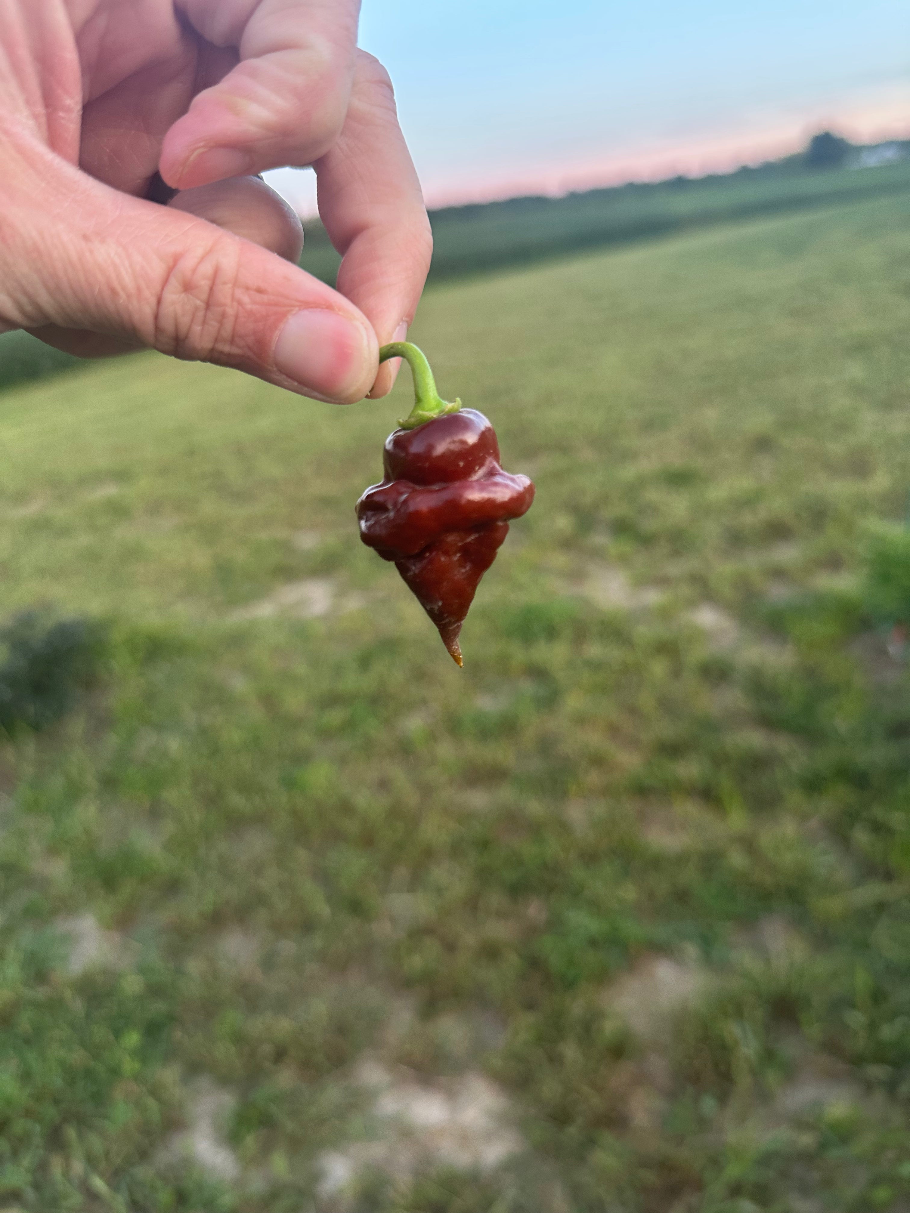 Chocolate Hand Grenade