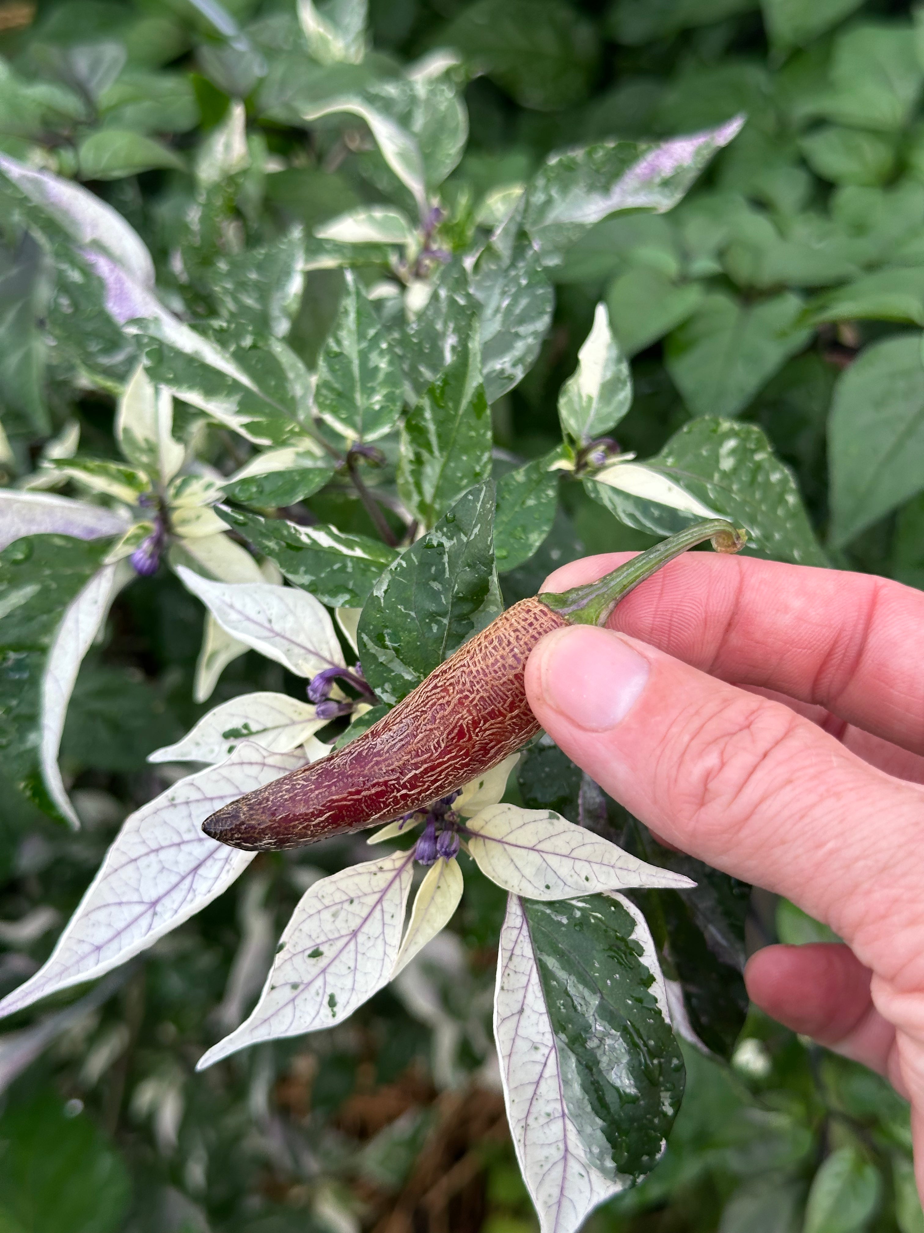 Dreamcatcher x Farmers Market Jalapeño