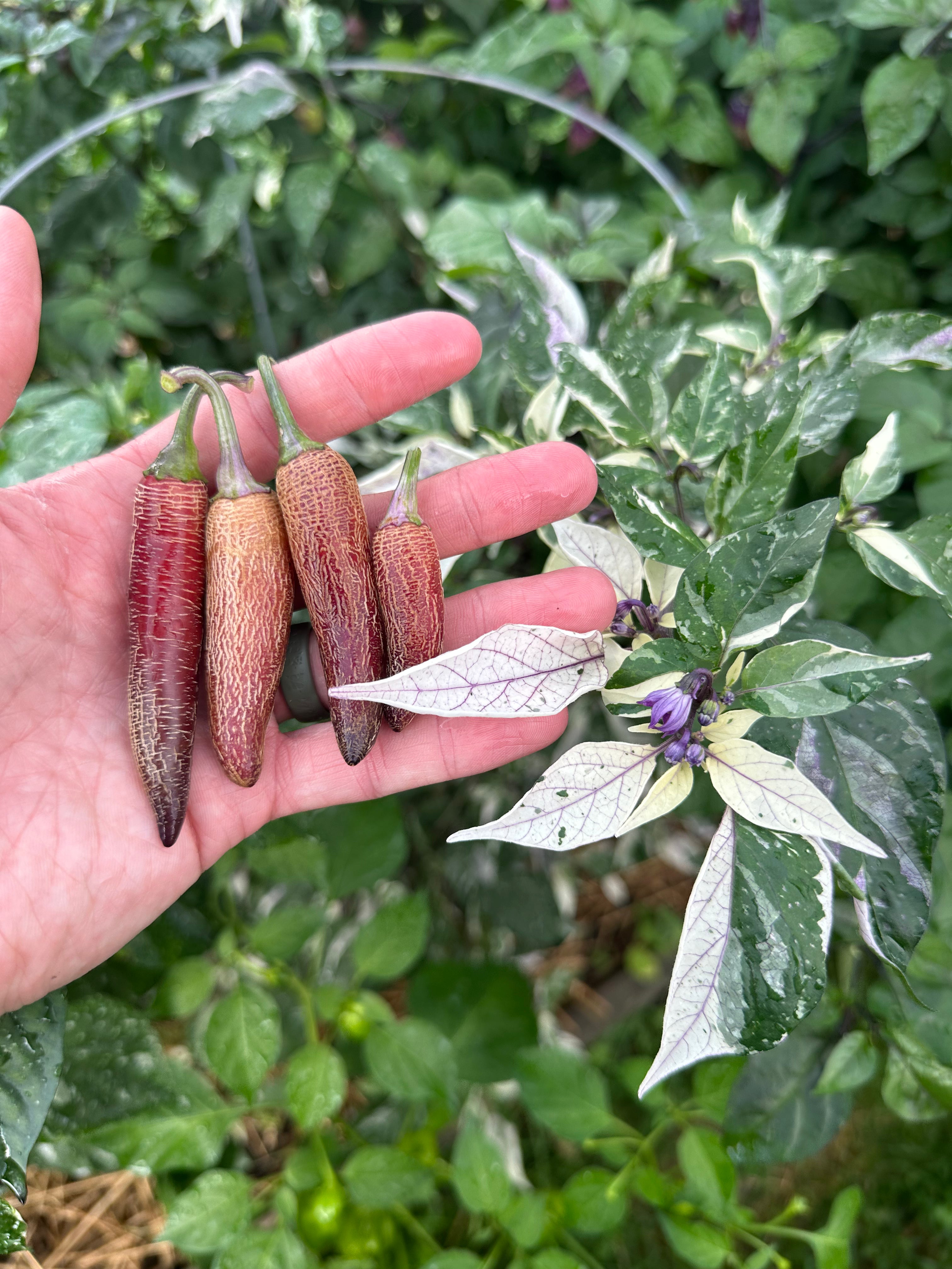 Dreamcatcher x Farmers Market Jalapeño