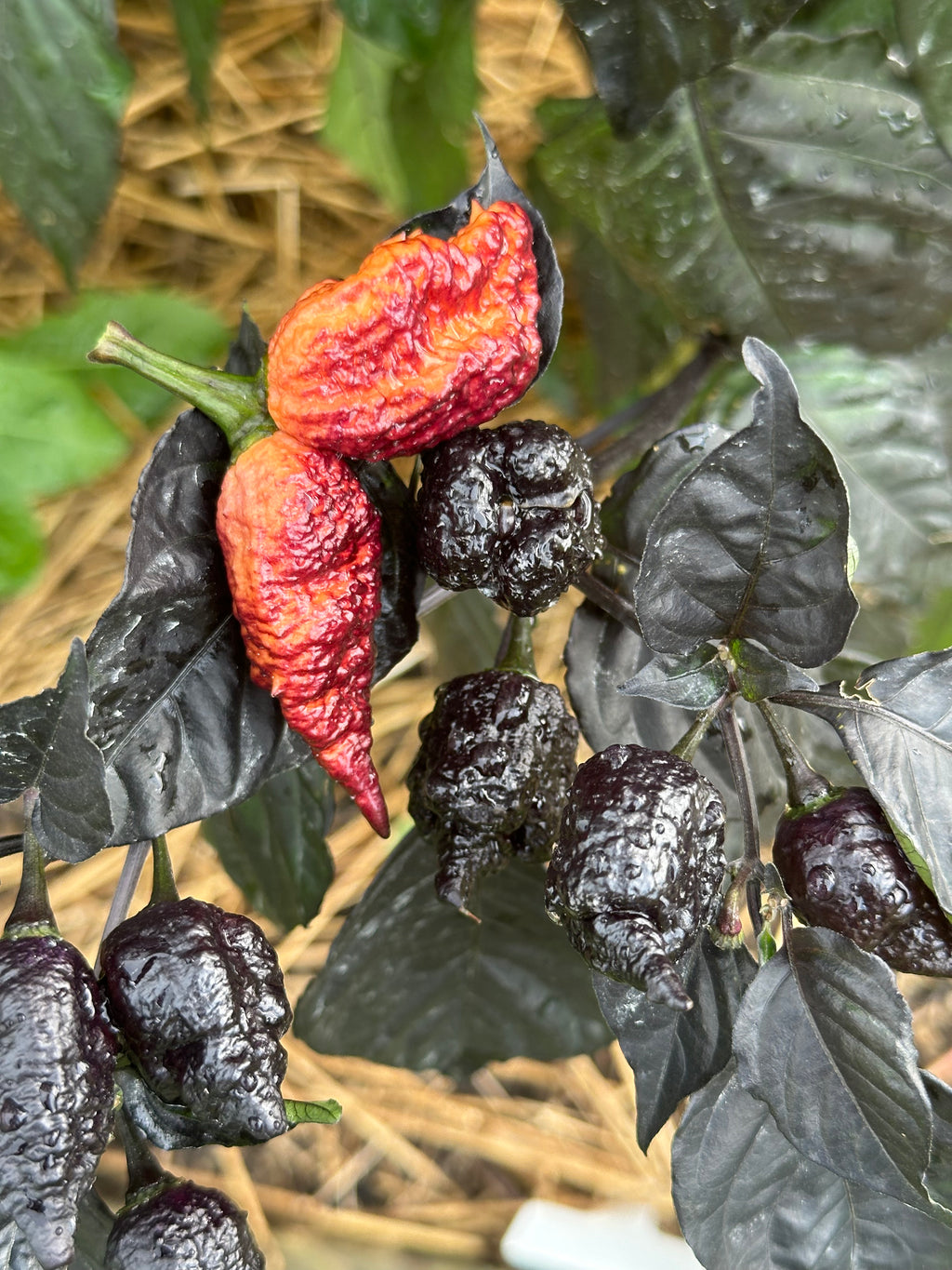 Crazy Boy Pink Cream Variant