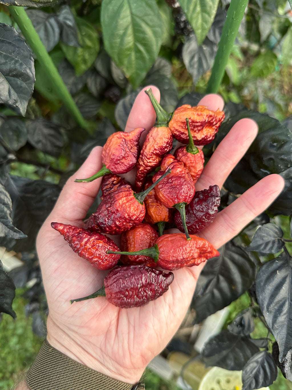 Crazy Boy Pink Cream Variant