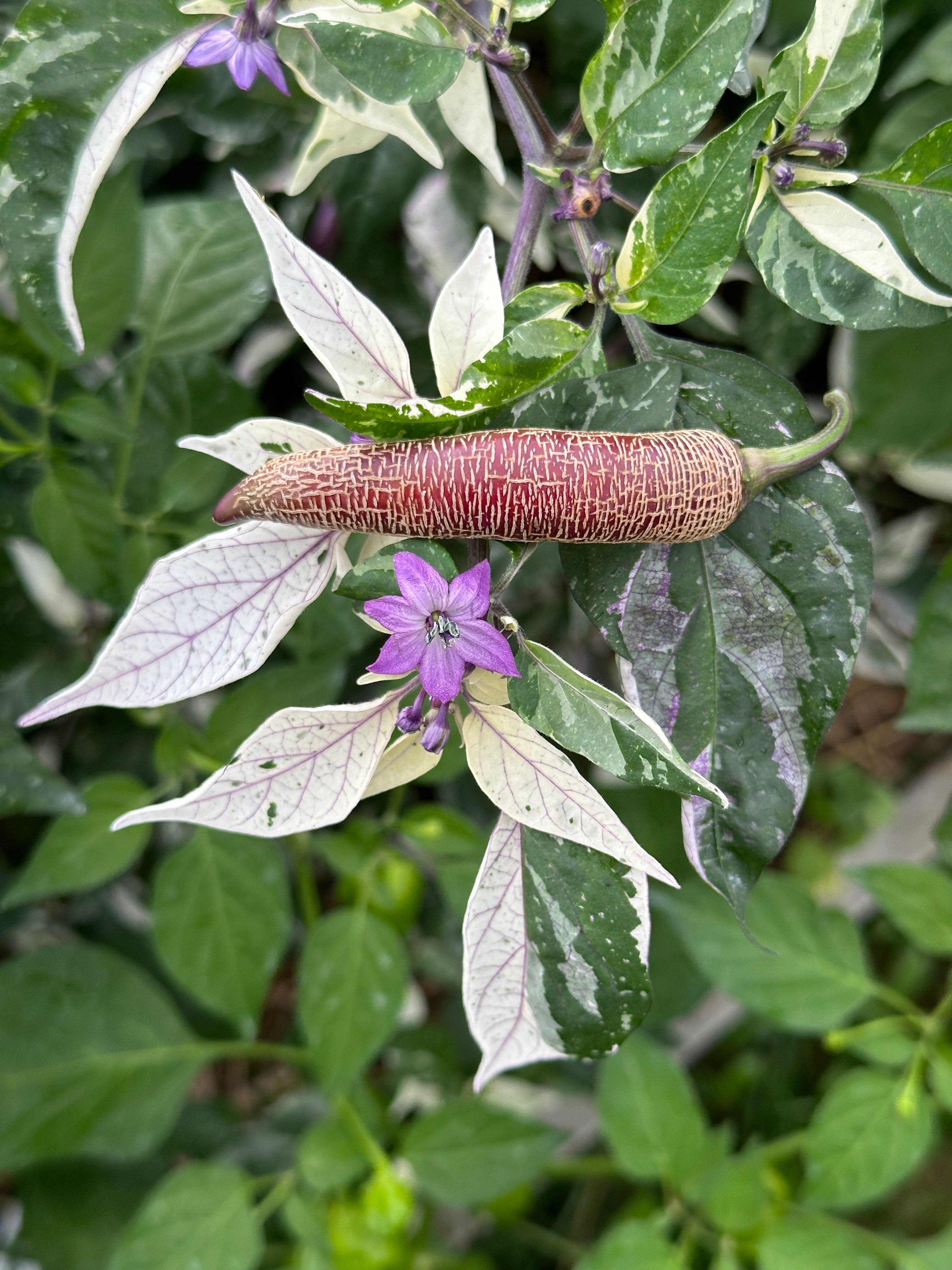 Dreamcatcher x Farmers Market Jalapeño