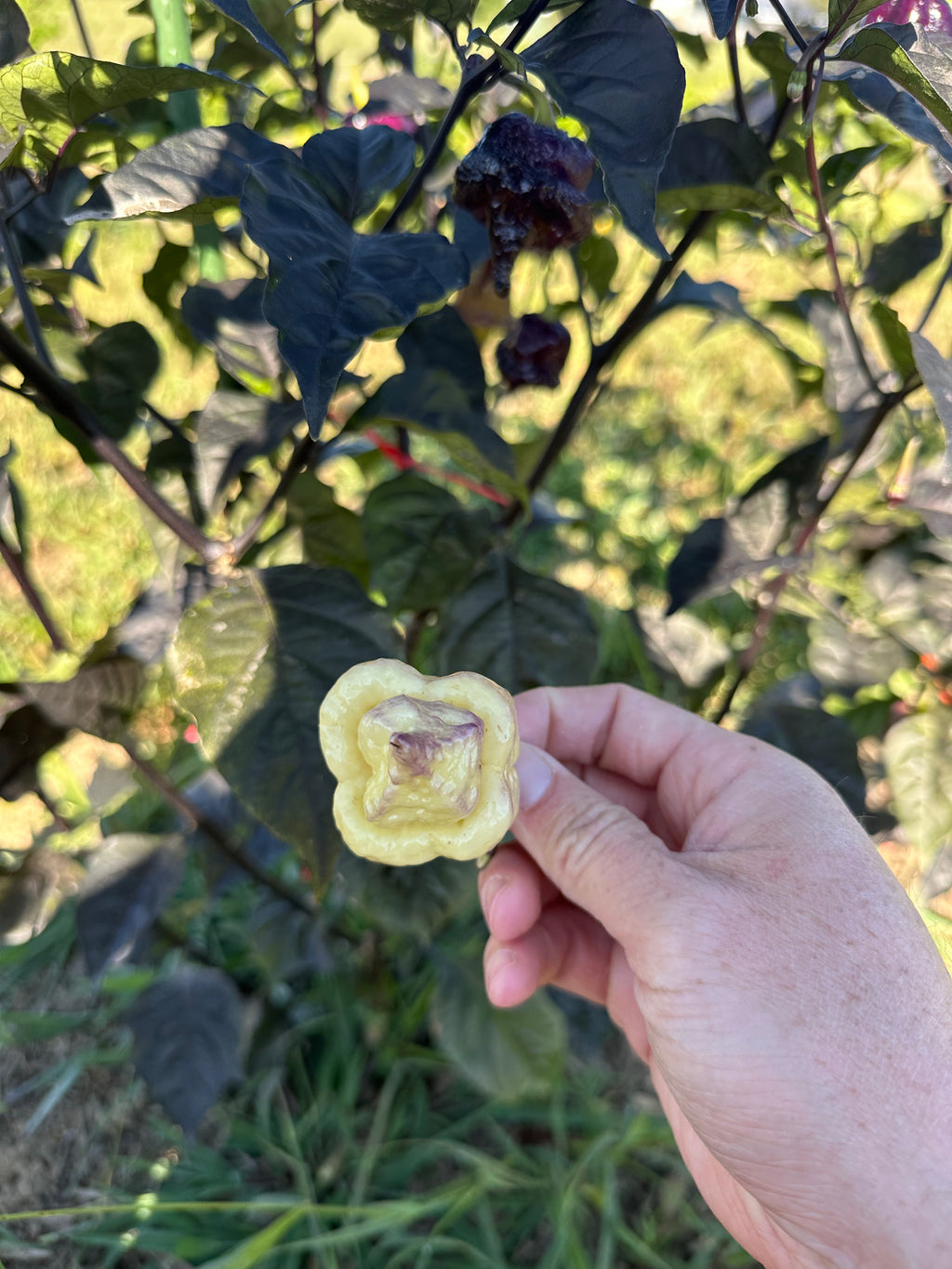 Jays Red Ghost Scorpion x Pink Tiger x Reaper (Lemon Pheno)