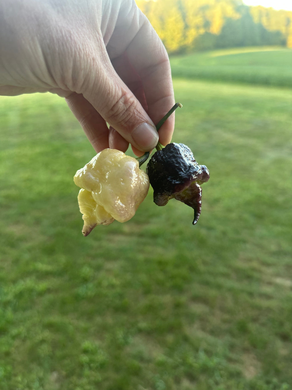 Jays Red Ghost Scorpion x Pink Tiger x Reaper (Lemon Pheno)