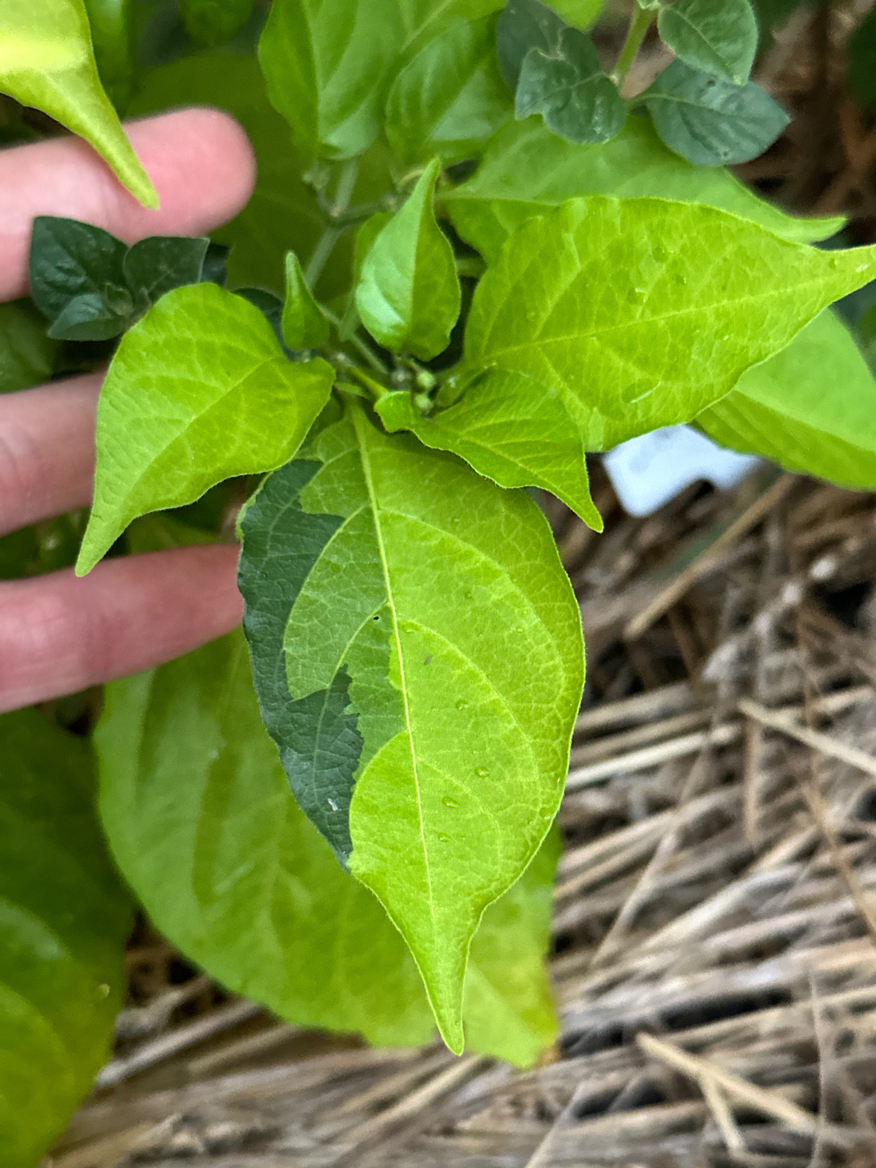 Neon Variegated Beni Highlands