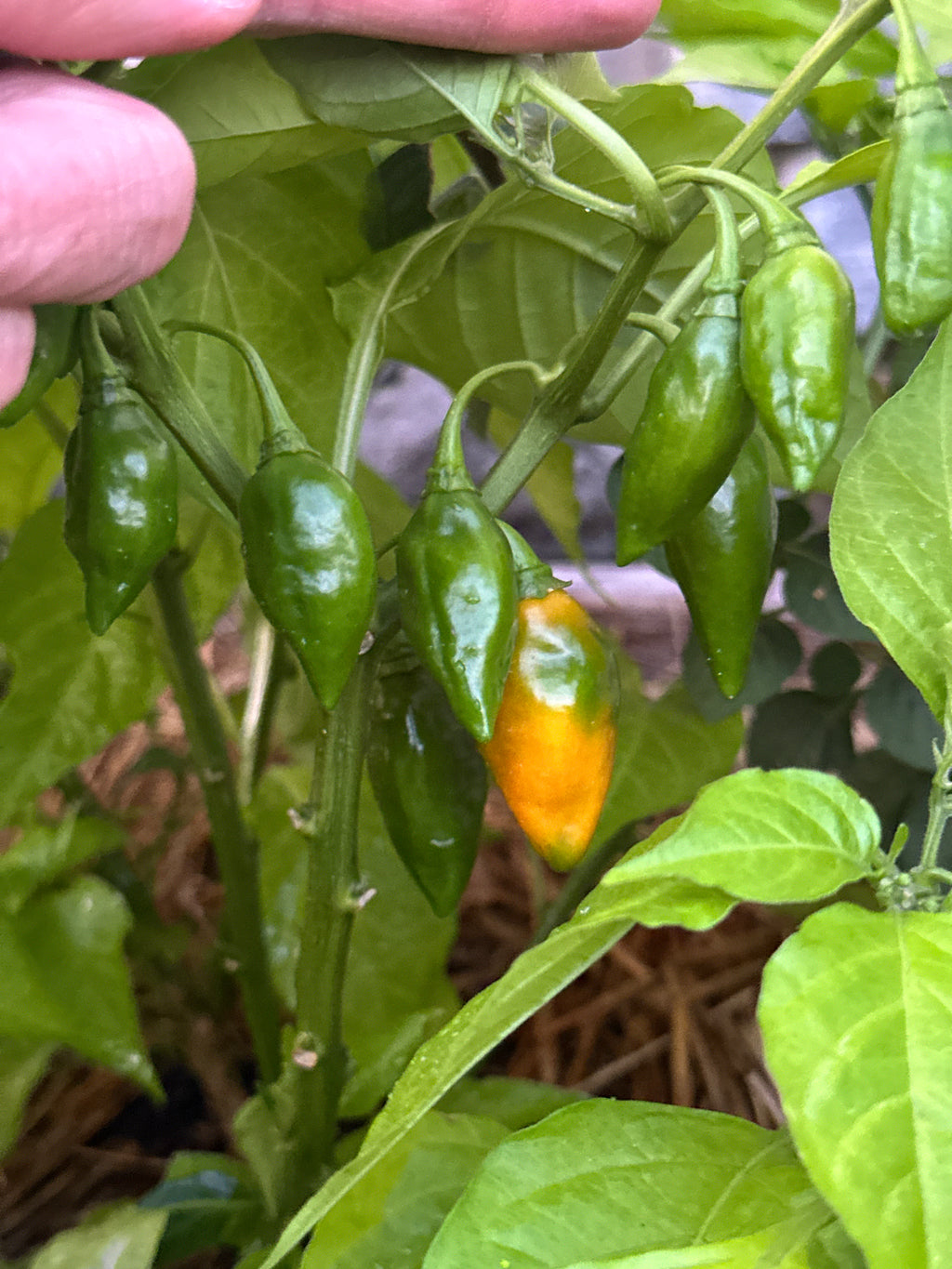 Neon Variegated Beni Highlands