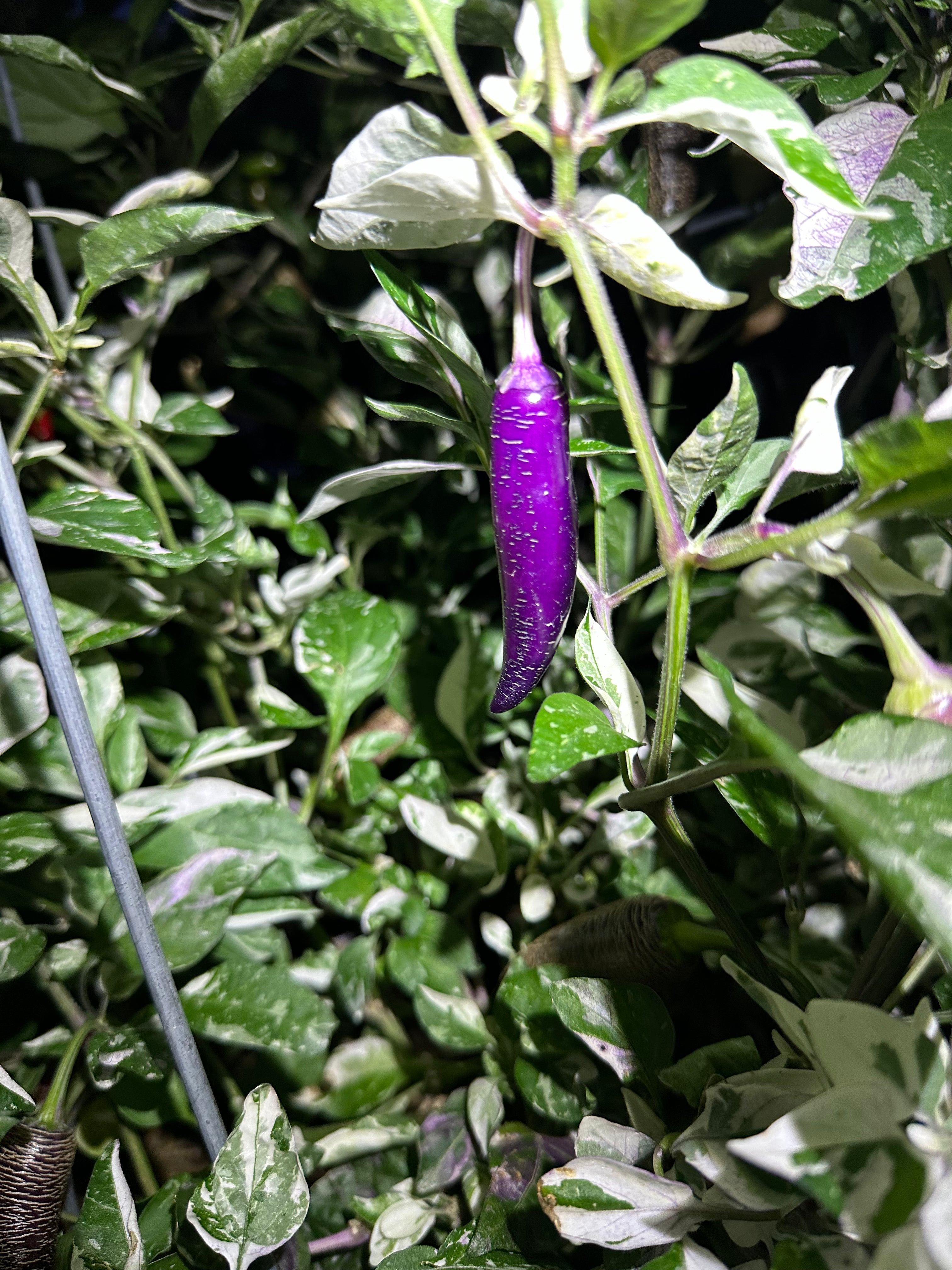 Dreamcatcher x Farmers Market Jalapeño