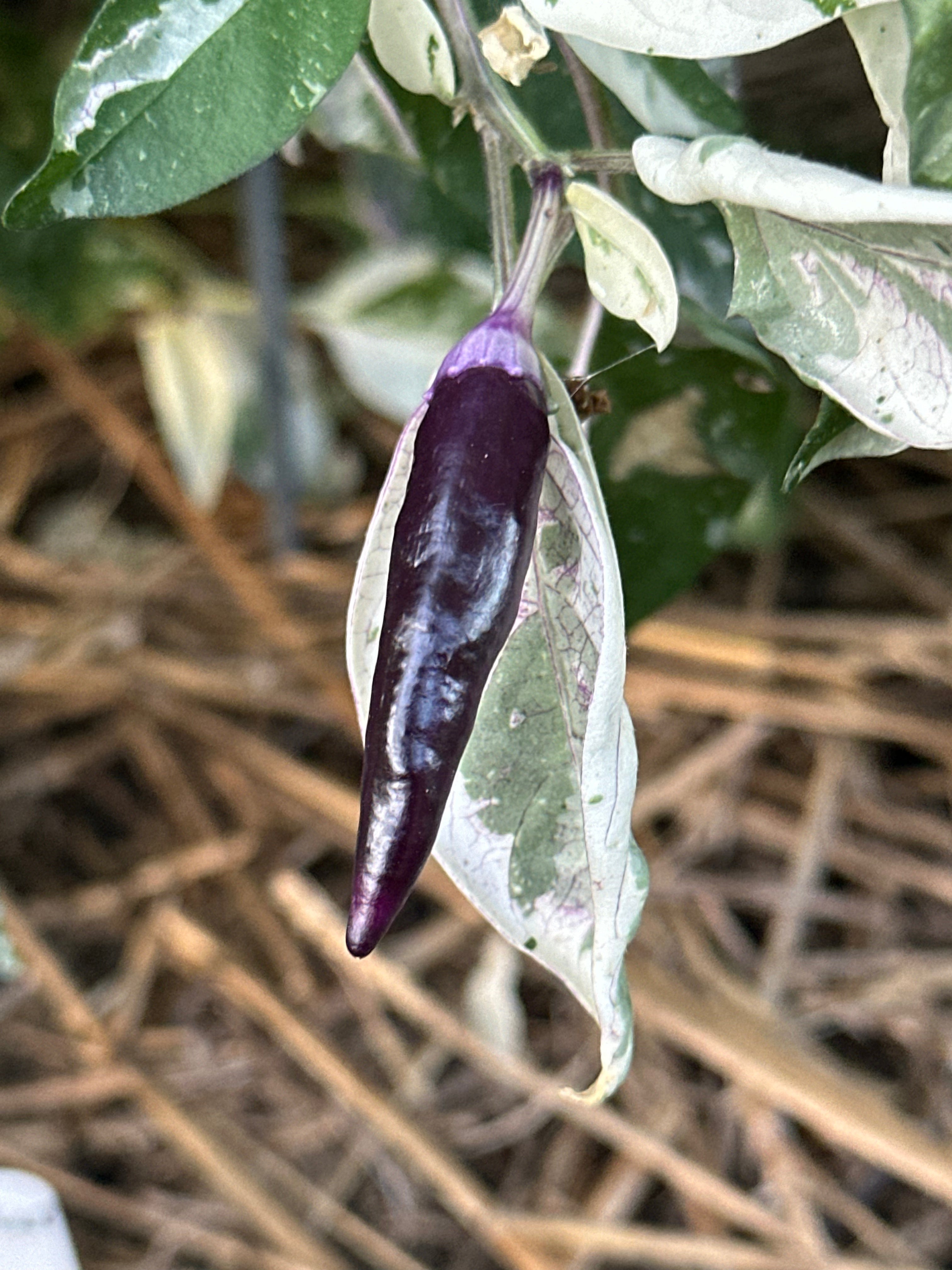 Dreamcatcher x Farmers Market Jalapeño