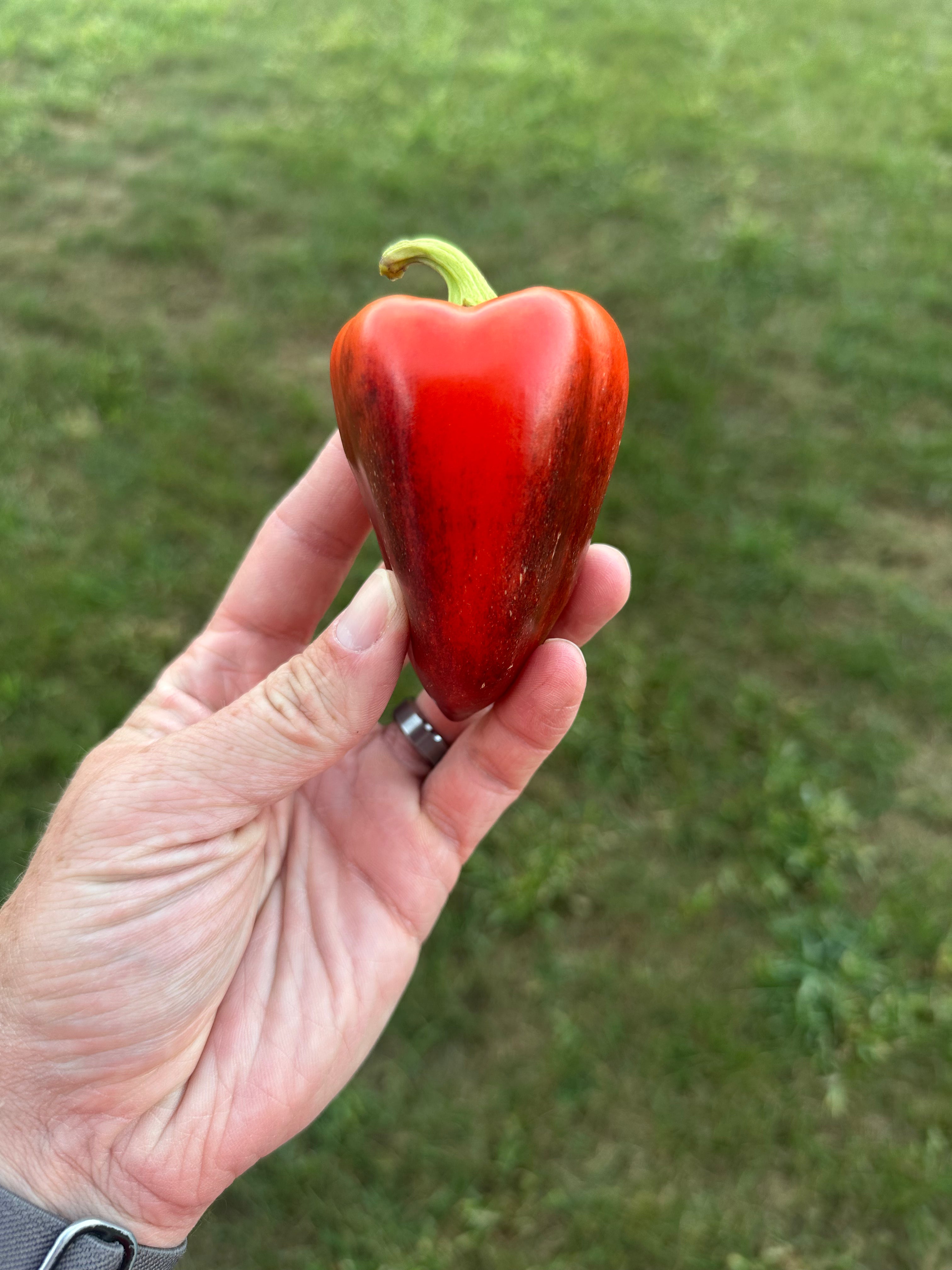 Violet Sparkle – Pepper Ranger