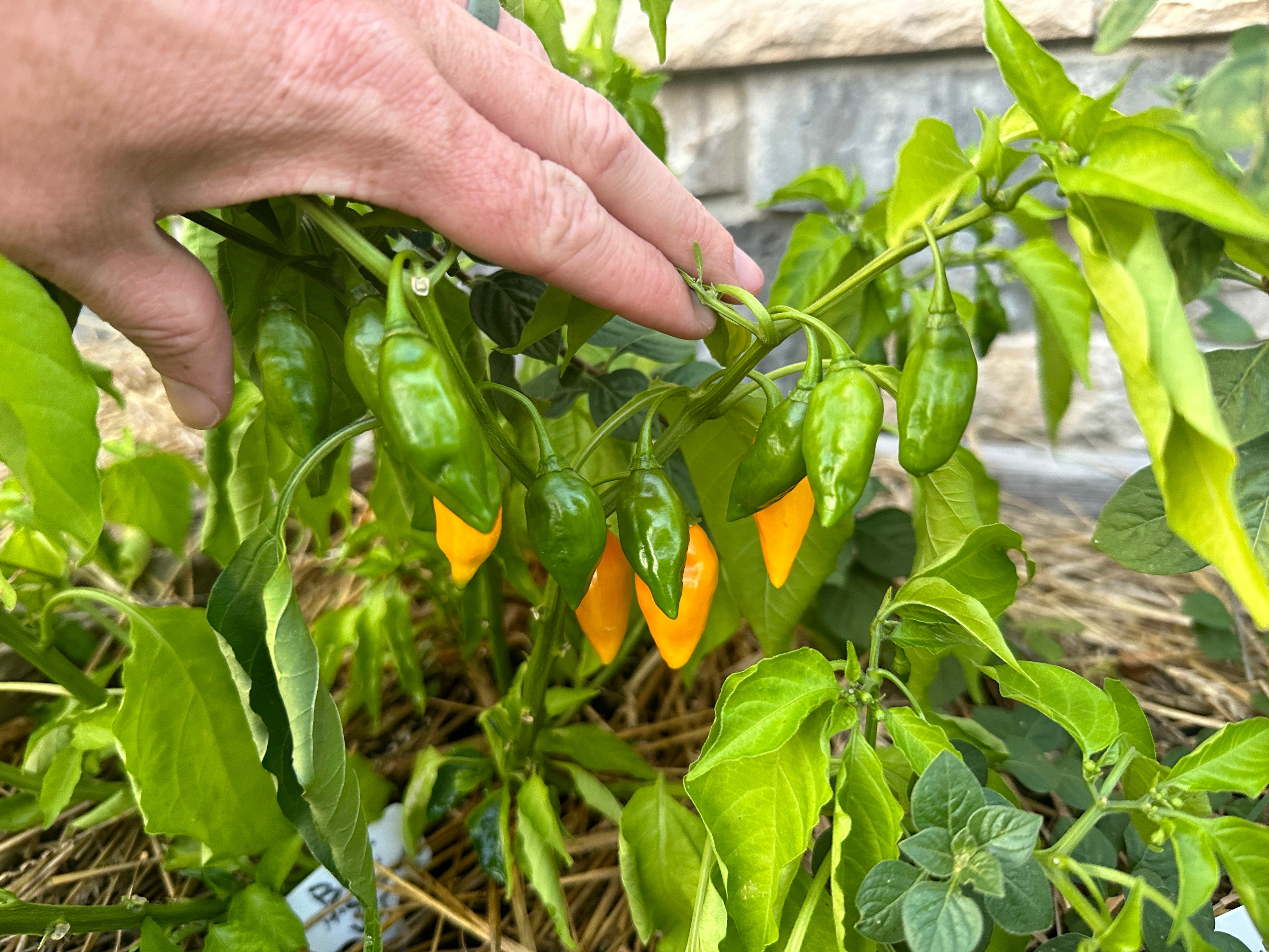 Neon Variegated Beni Highlands