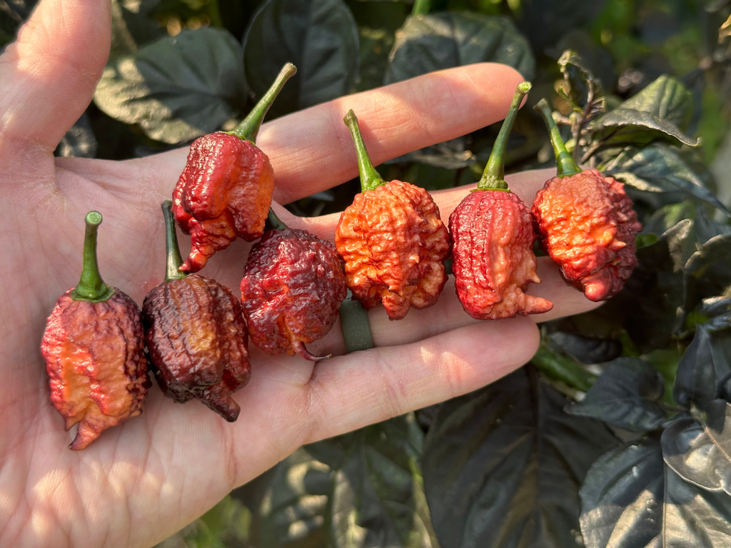 Crazy Boy Pink Cream Variant