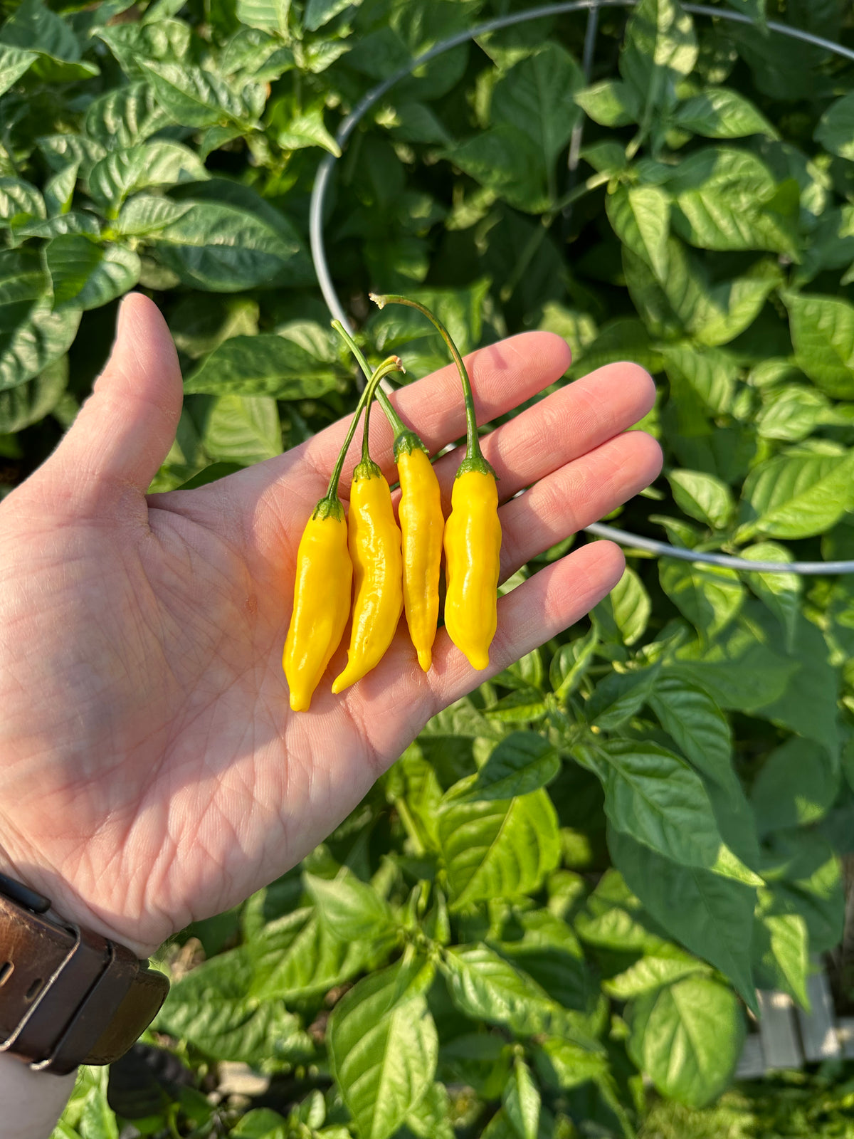 Aji Lemon – Pepper Ranger