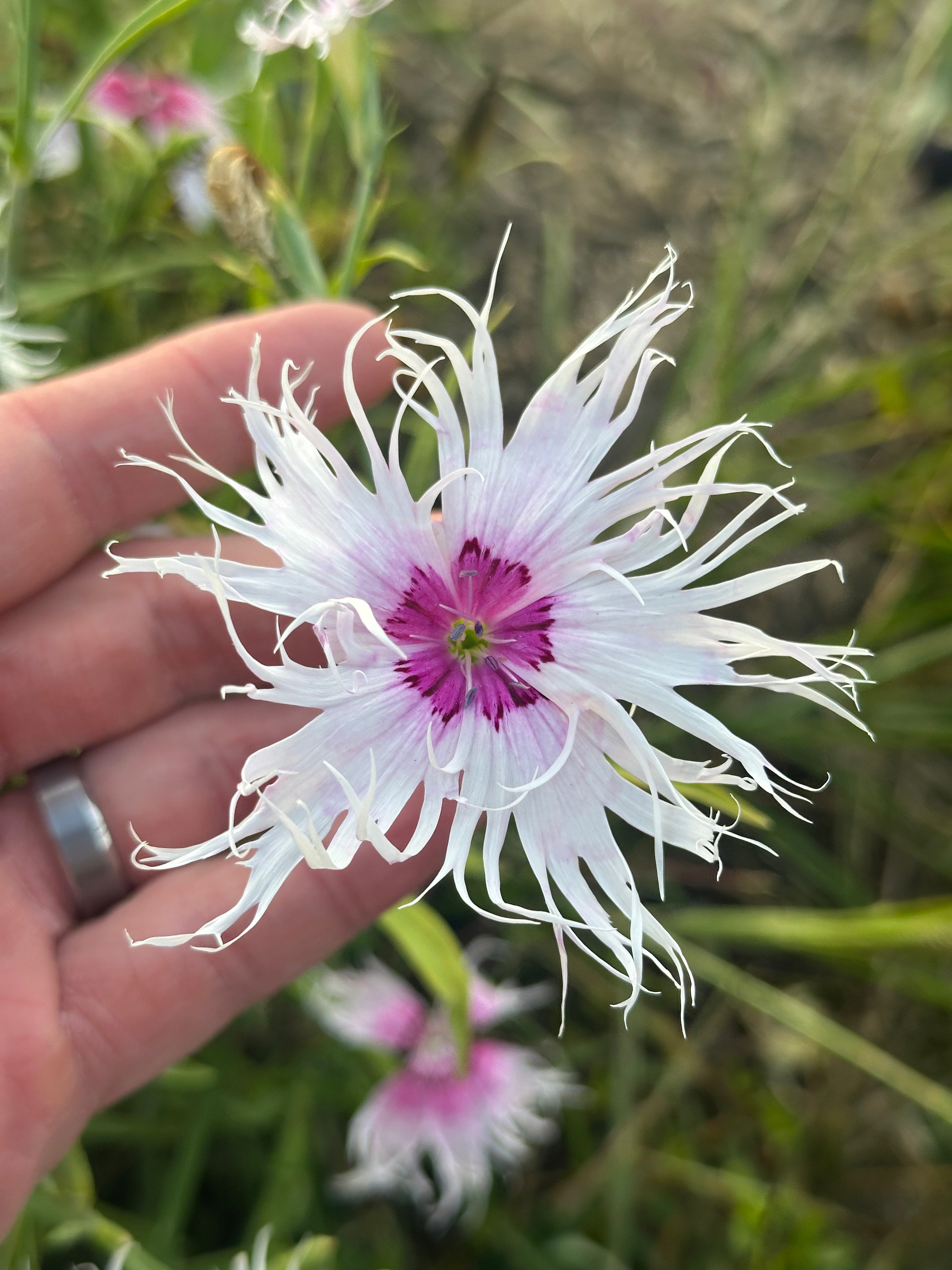 Spooky Mix Dianthus
