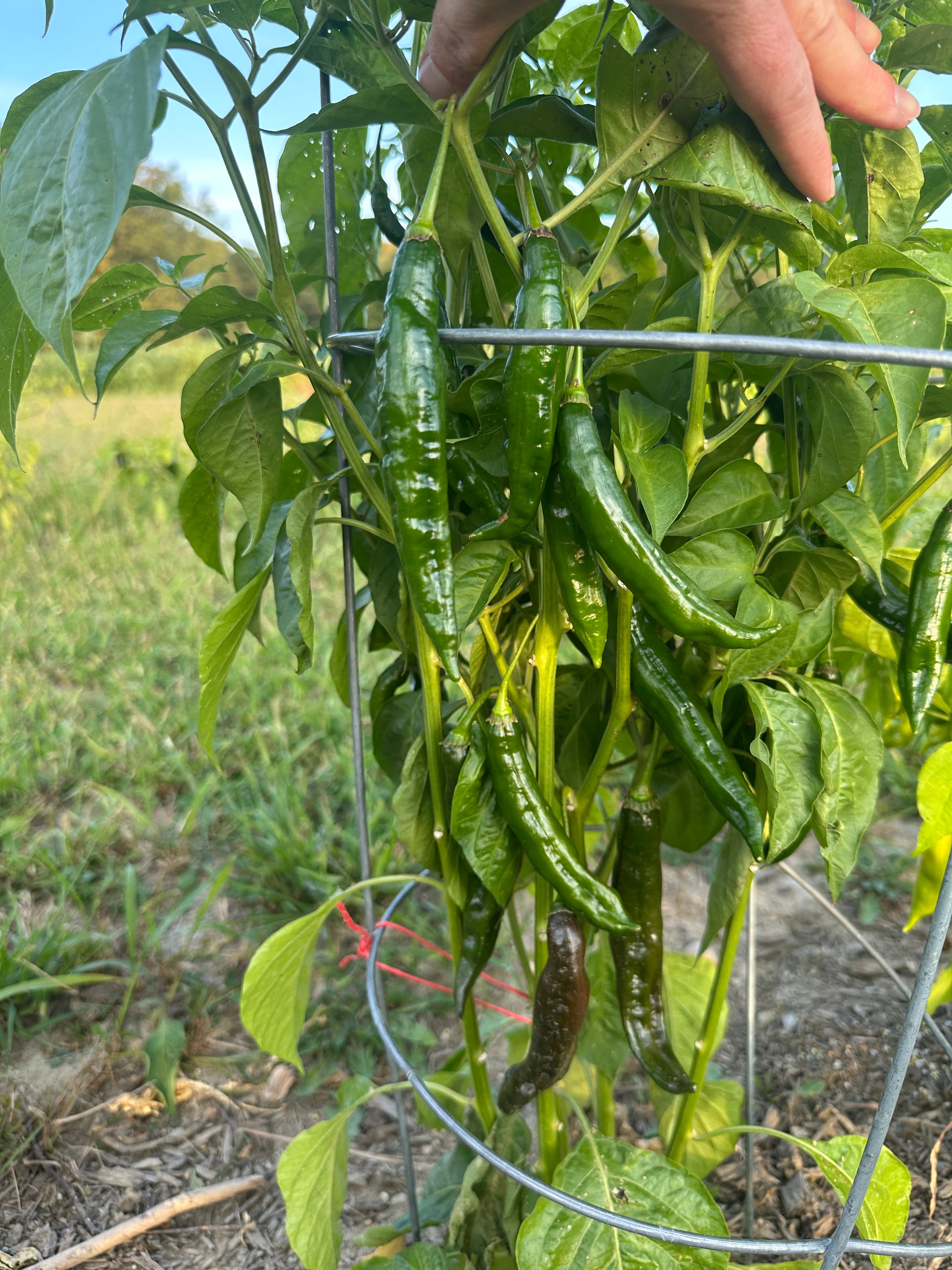 Aji Panca