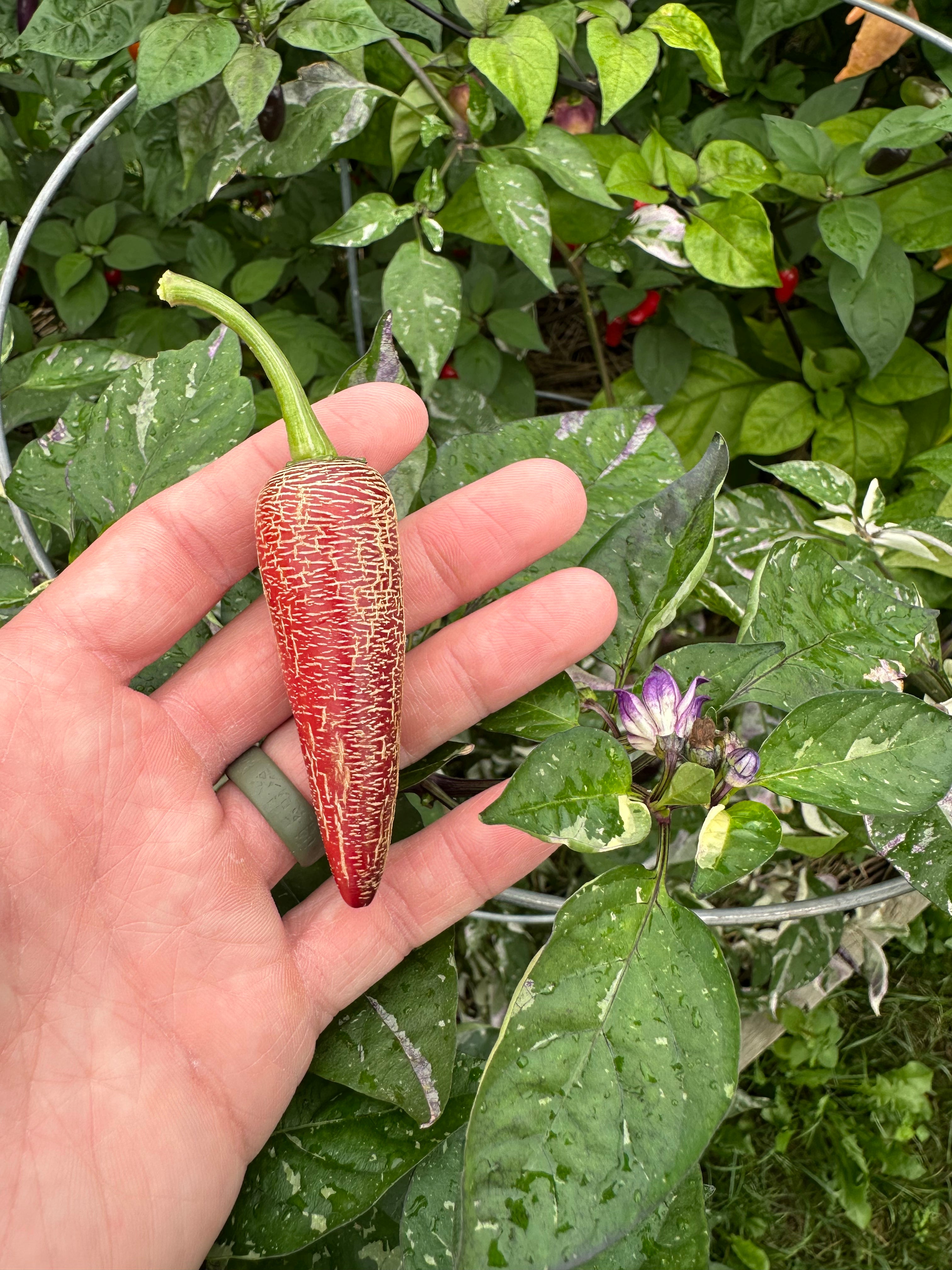 Dreamcatcher x Farmers Market Jalapeño