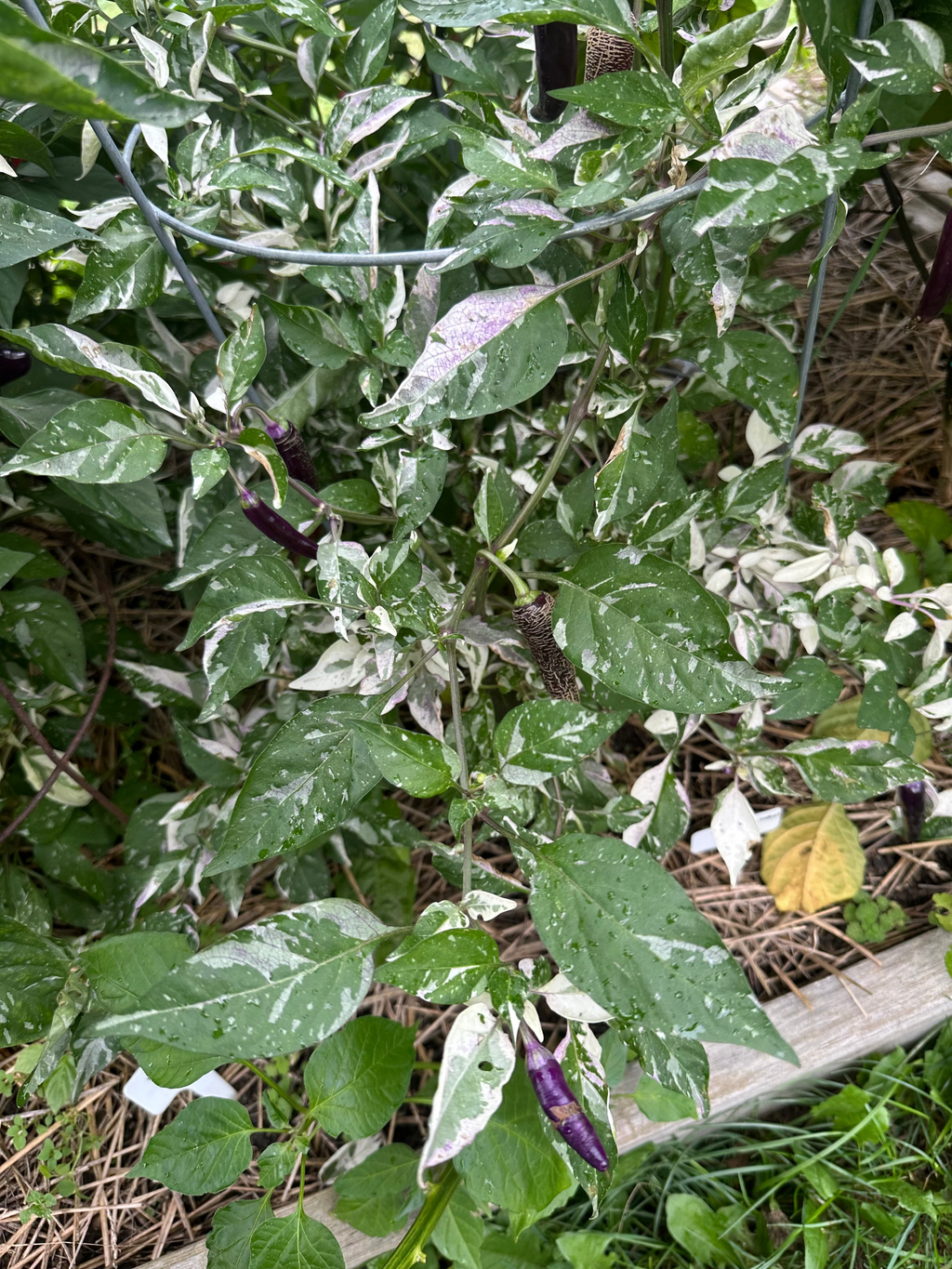 Dreamcatcher x Farmers Market Jalapeño