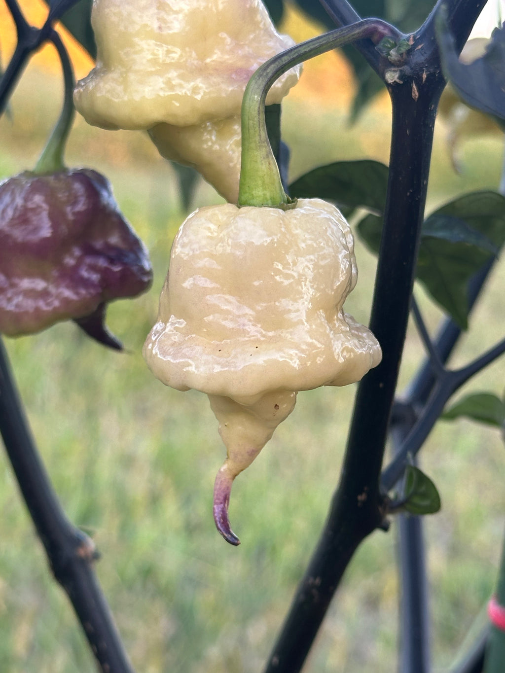 Jays Red Ghost Scorpion x Pink Tiger x Reaper (Lemon Pheno)