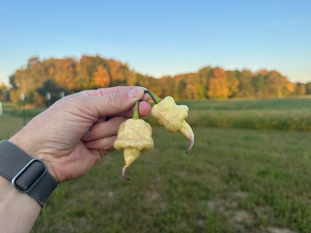 Jays Red Ghost Scorpion x Pink Tiger x Reaper (Lemon Pheno)
