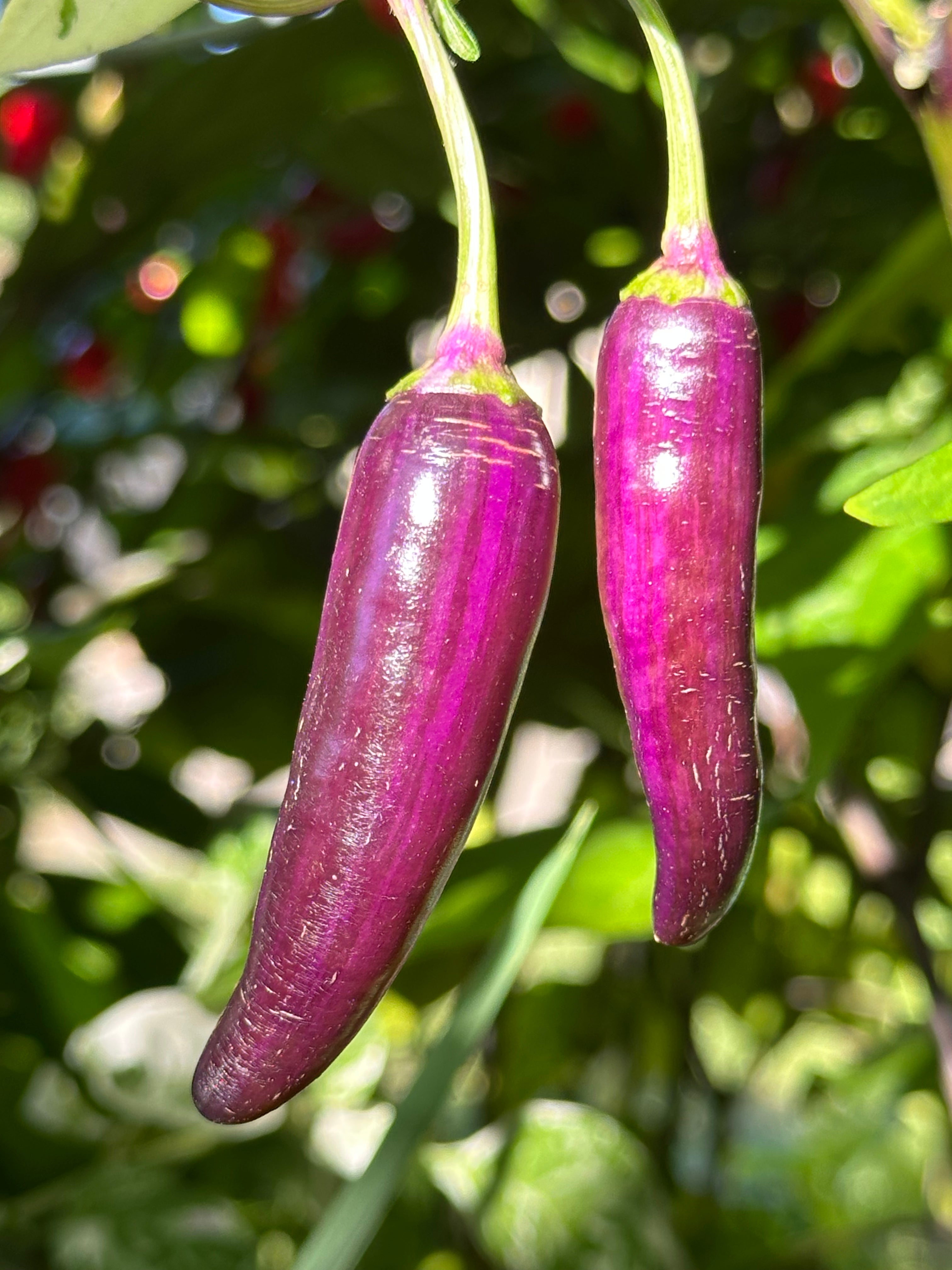 Dreamcatcher x Farmers Market Jalapeño