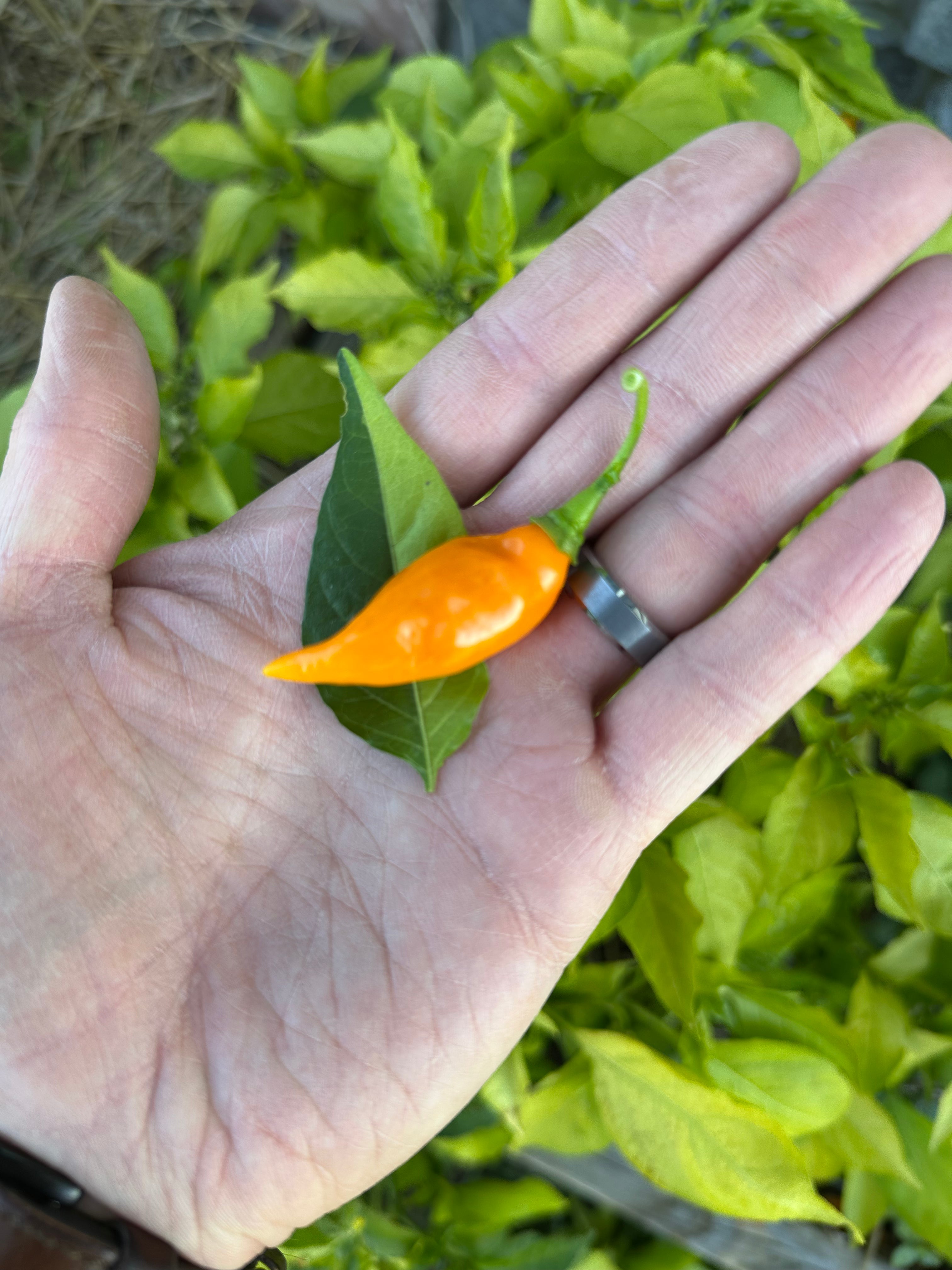 Neon Variegated Beni Highlands
