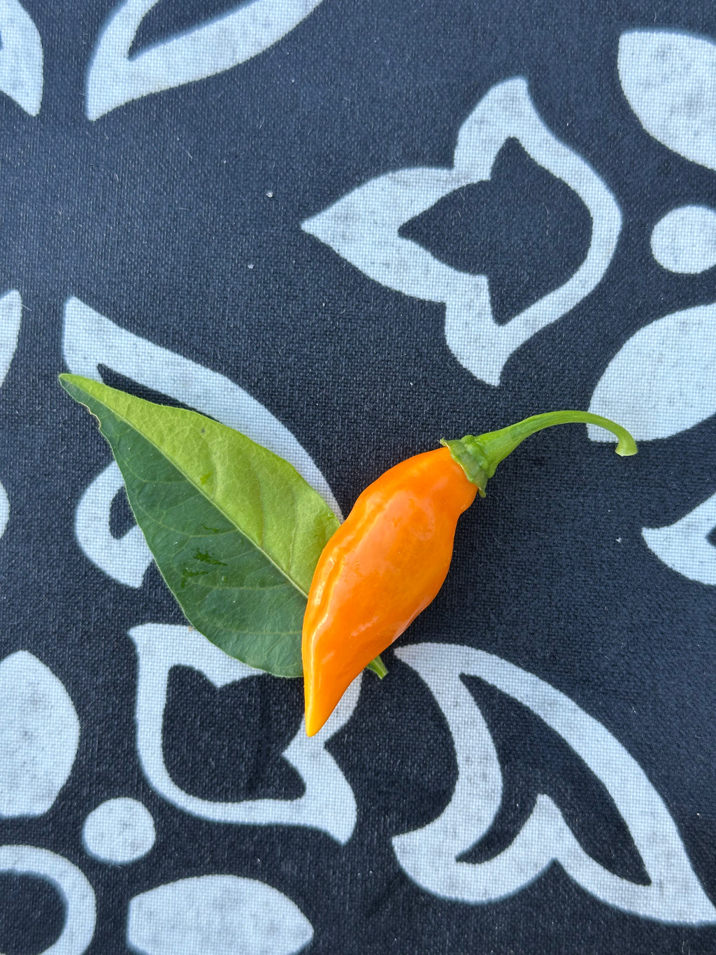 Neon Variegated Beni Highlands