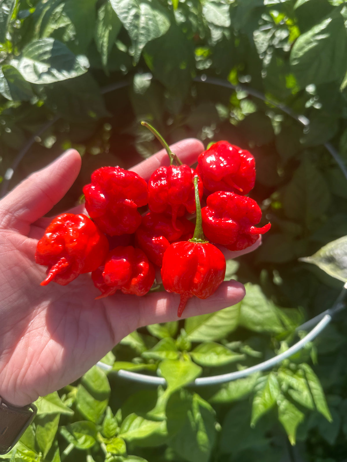 7 pot primo plant 7 Pot Primo