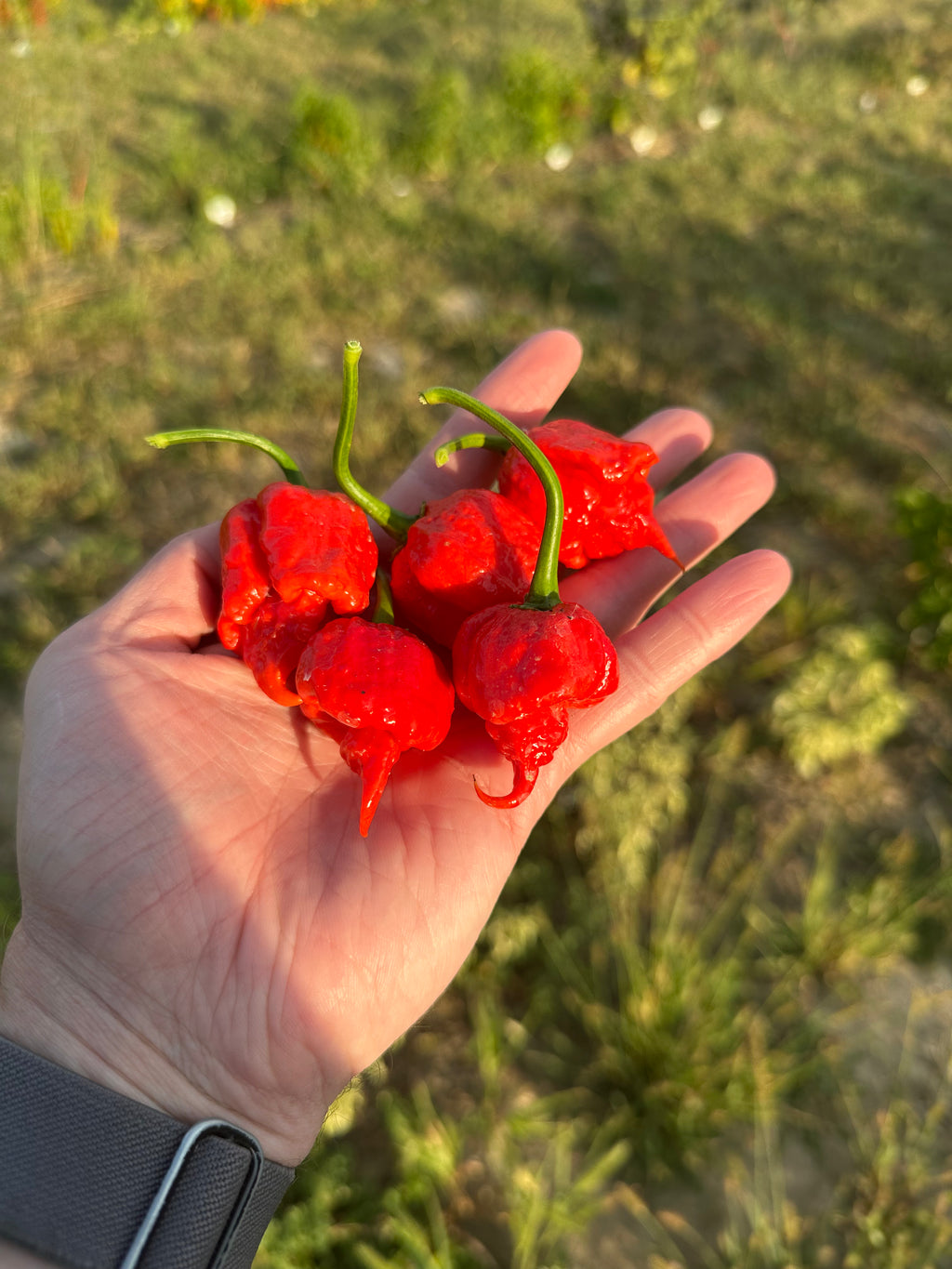 Heatless 7 Pot Primo