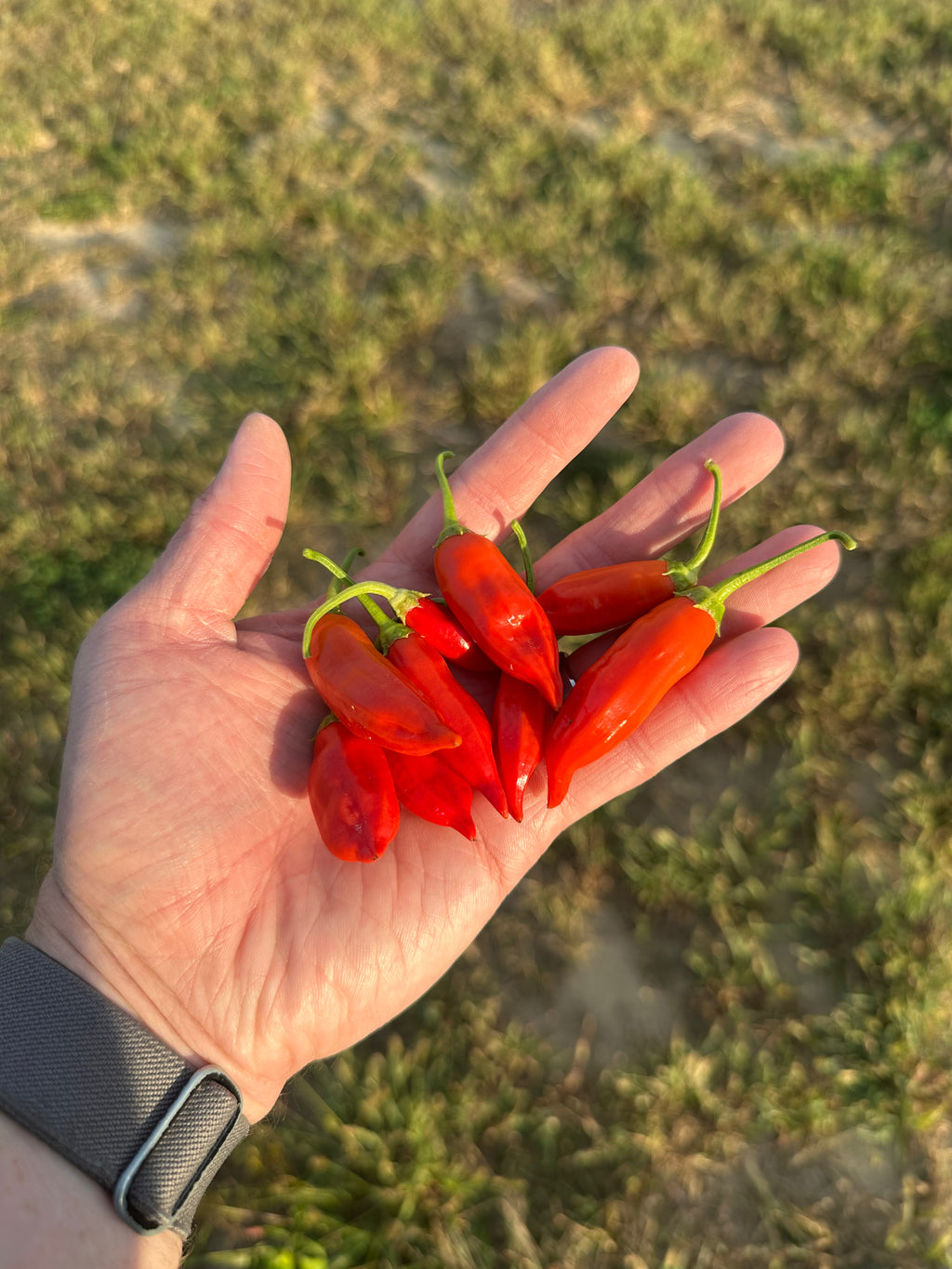Purple Flower Baccatum