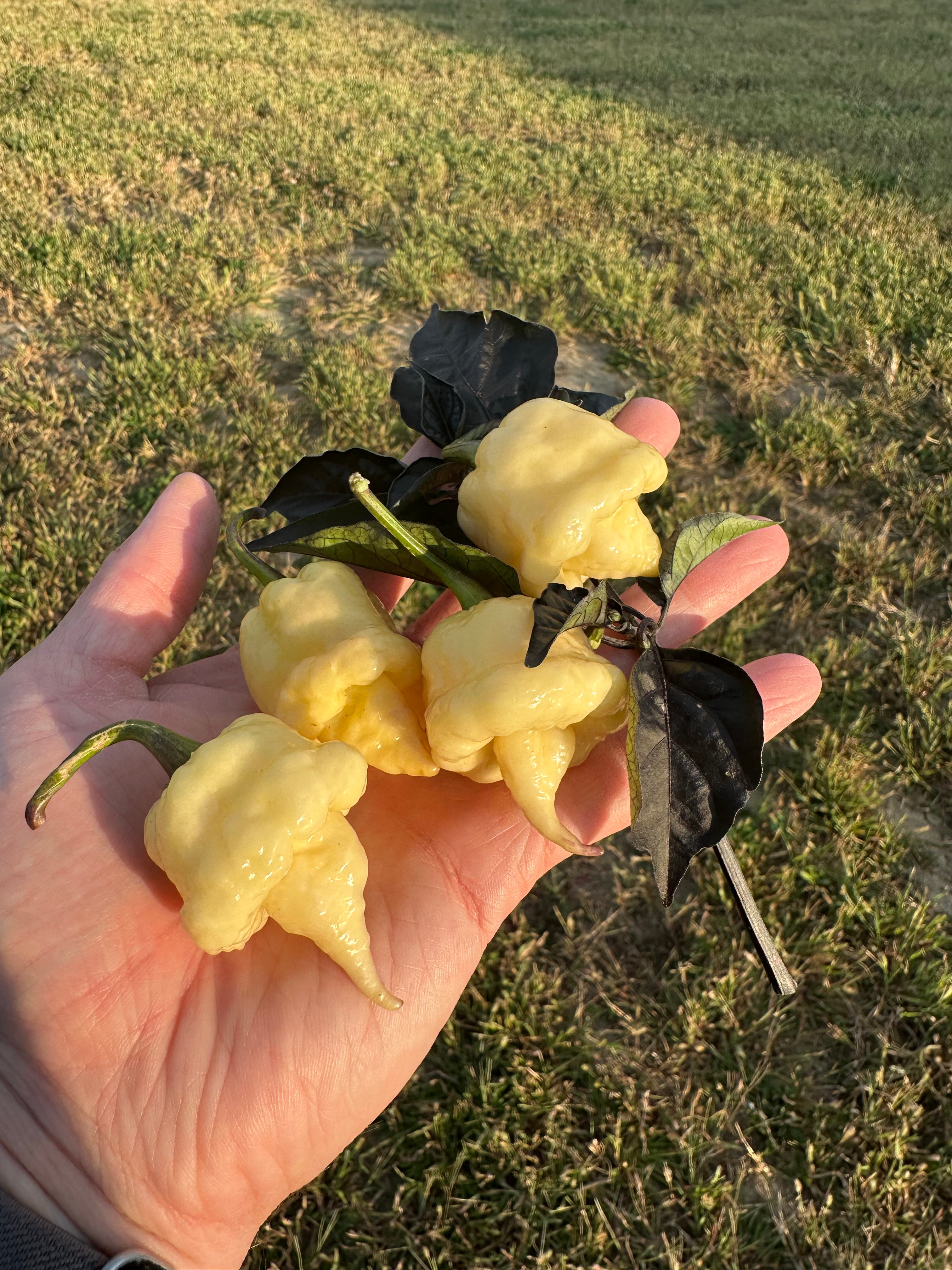 Jays Red Ghost Scorpion x Pink Tiger x Reaper (Lemon Pheno)