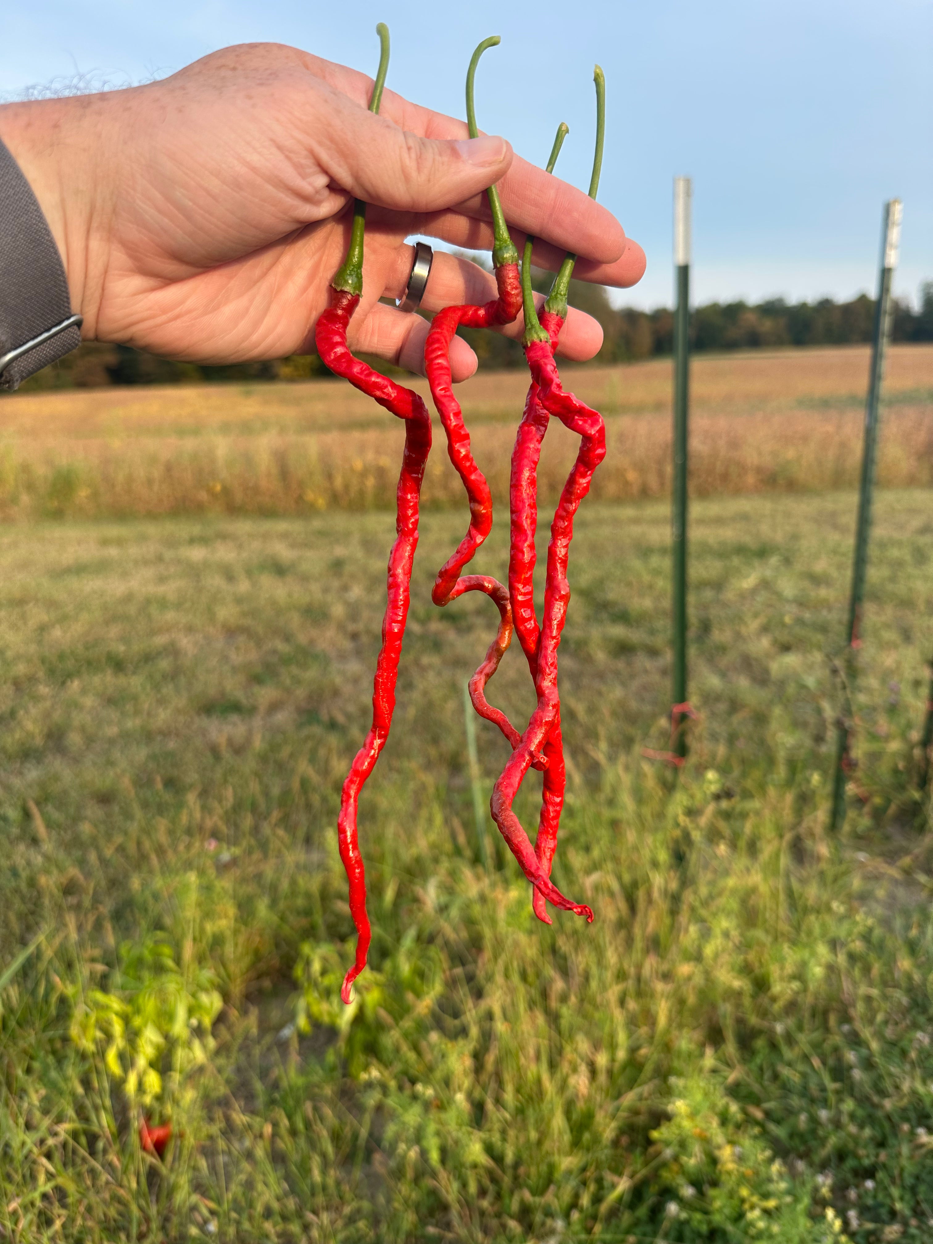 Thunder Mountain Longhorn