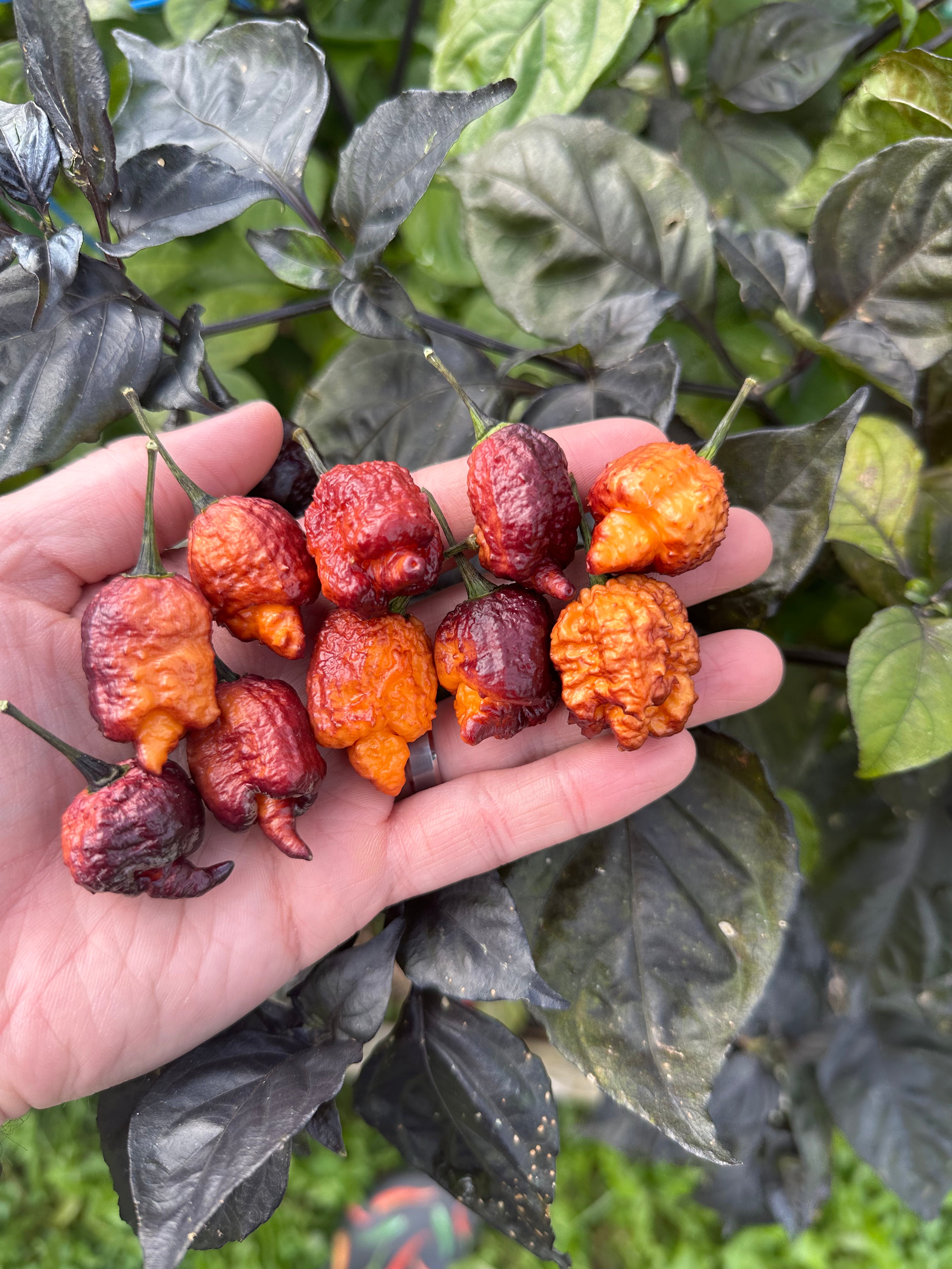 Crazy Boy Pink Cream Variant