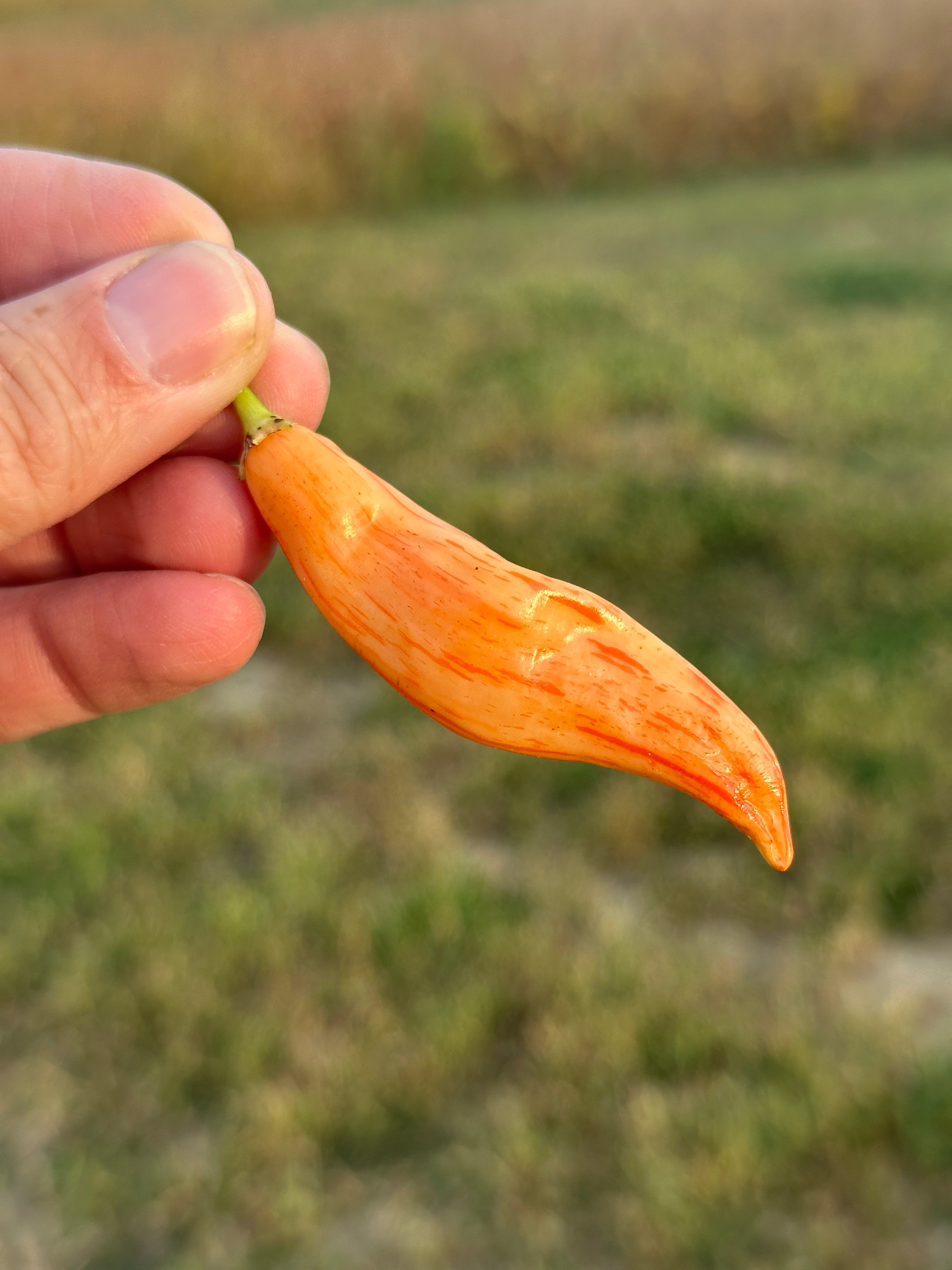 Baccatum – Pepper Ranger Baccatum – Pepper Ranger