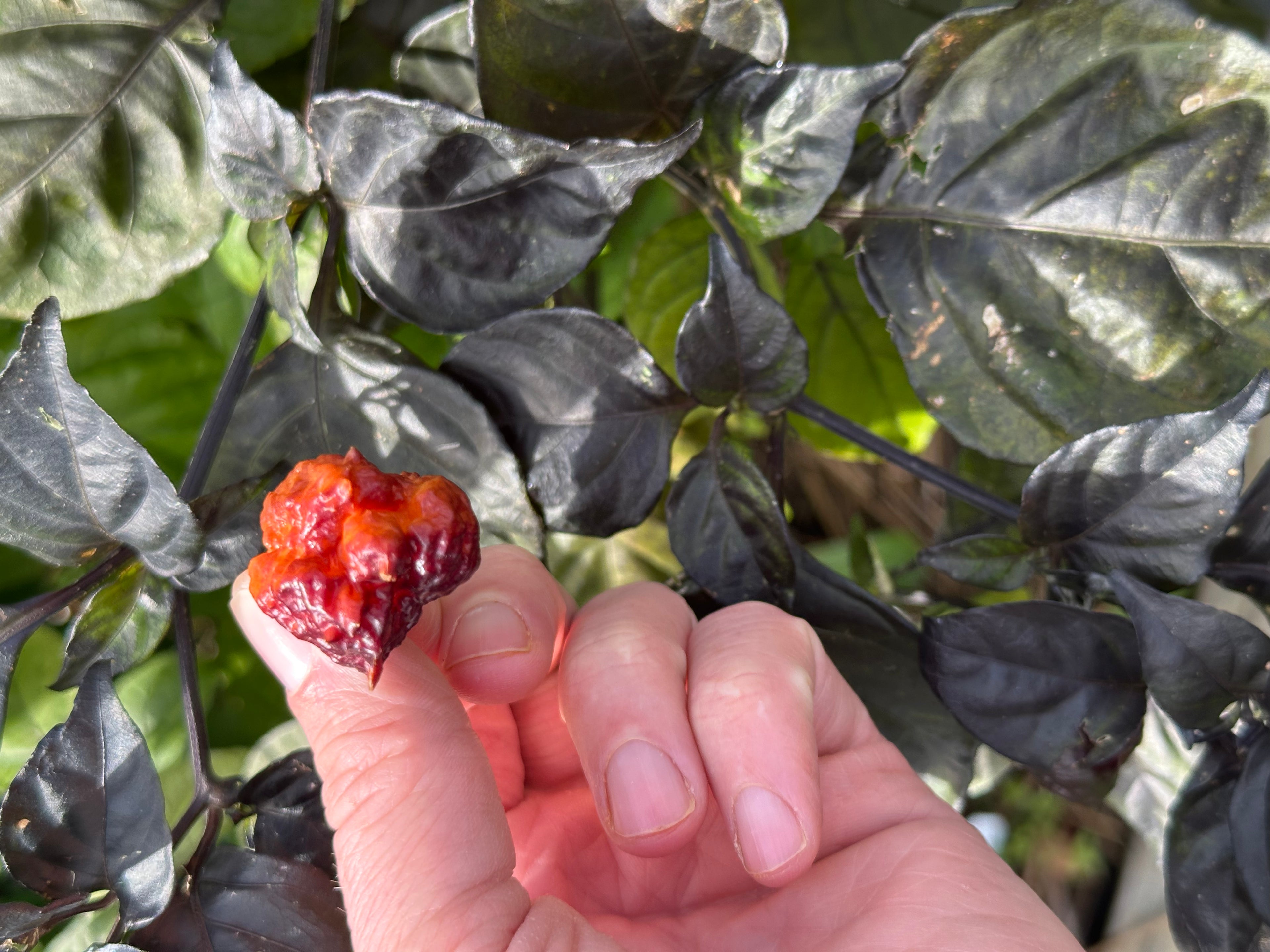 Crazy Boy Pink Cream Variant