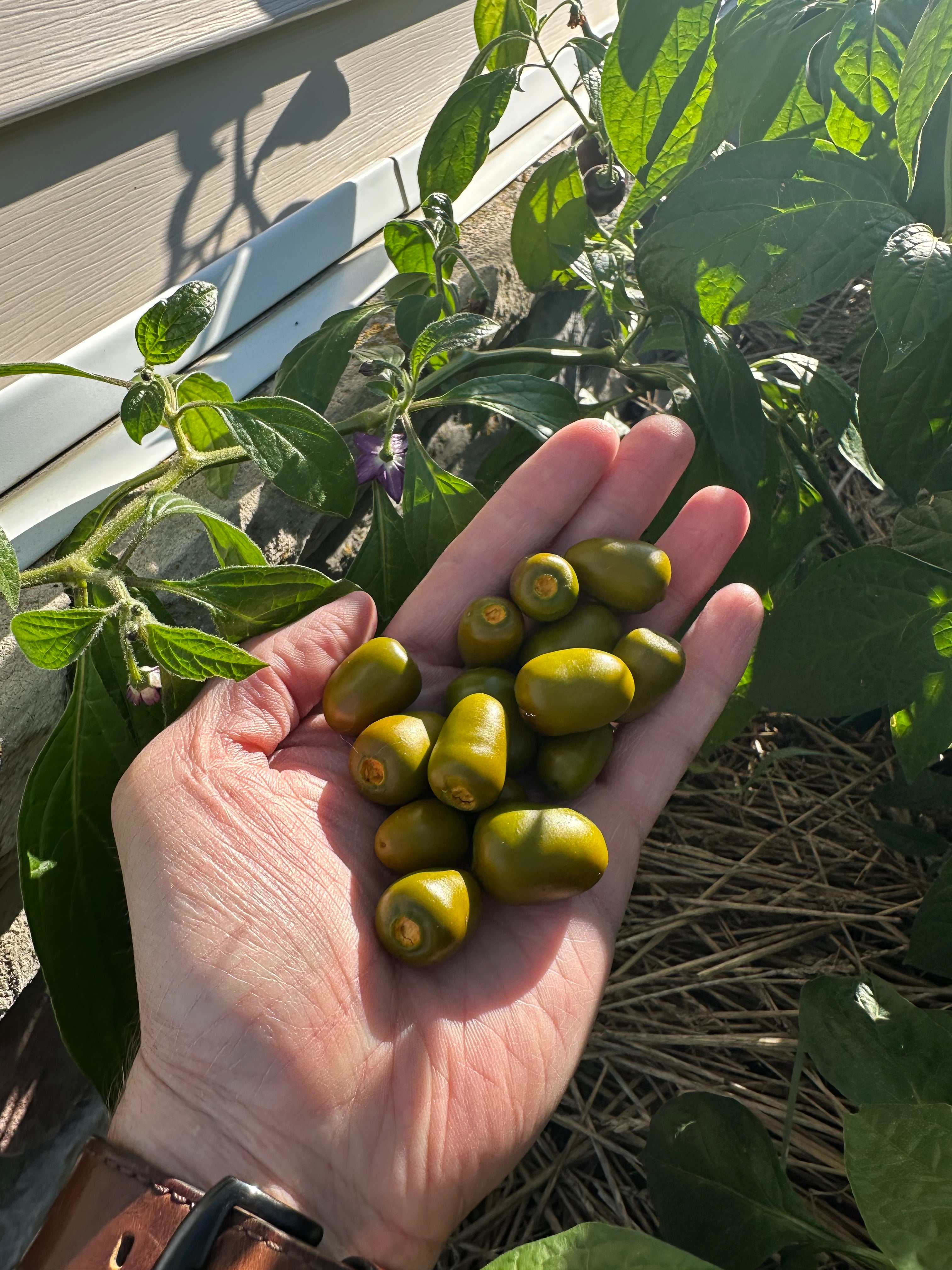 Mini Rocoto Red Pepper Mini Olive Rocoto – Pepper Ranger