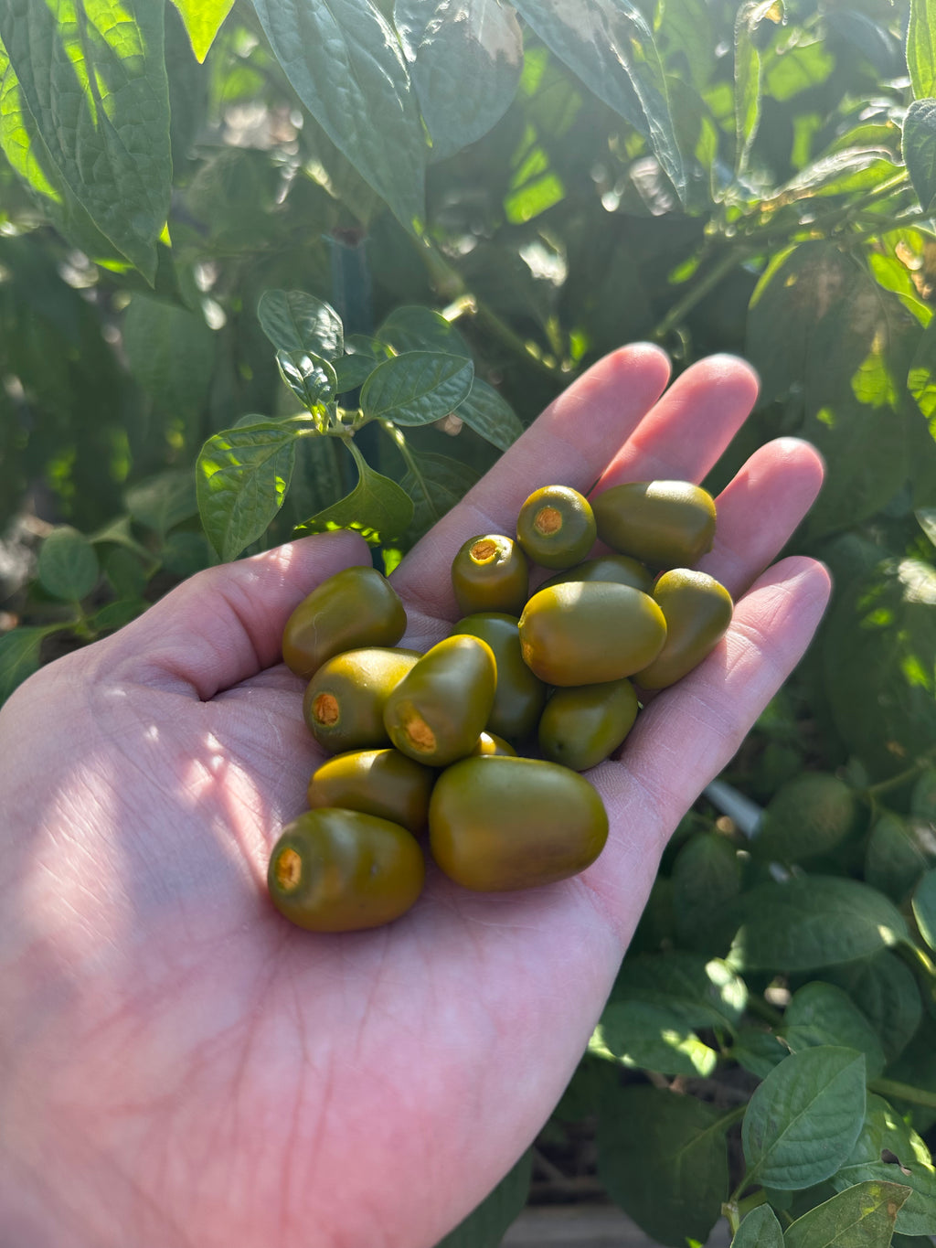Mini Rocoto Red Pepper Mini Olive Rocoto – Pepper Ranger