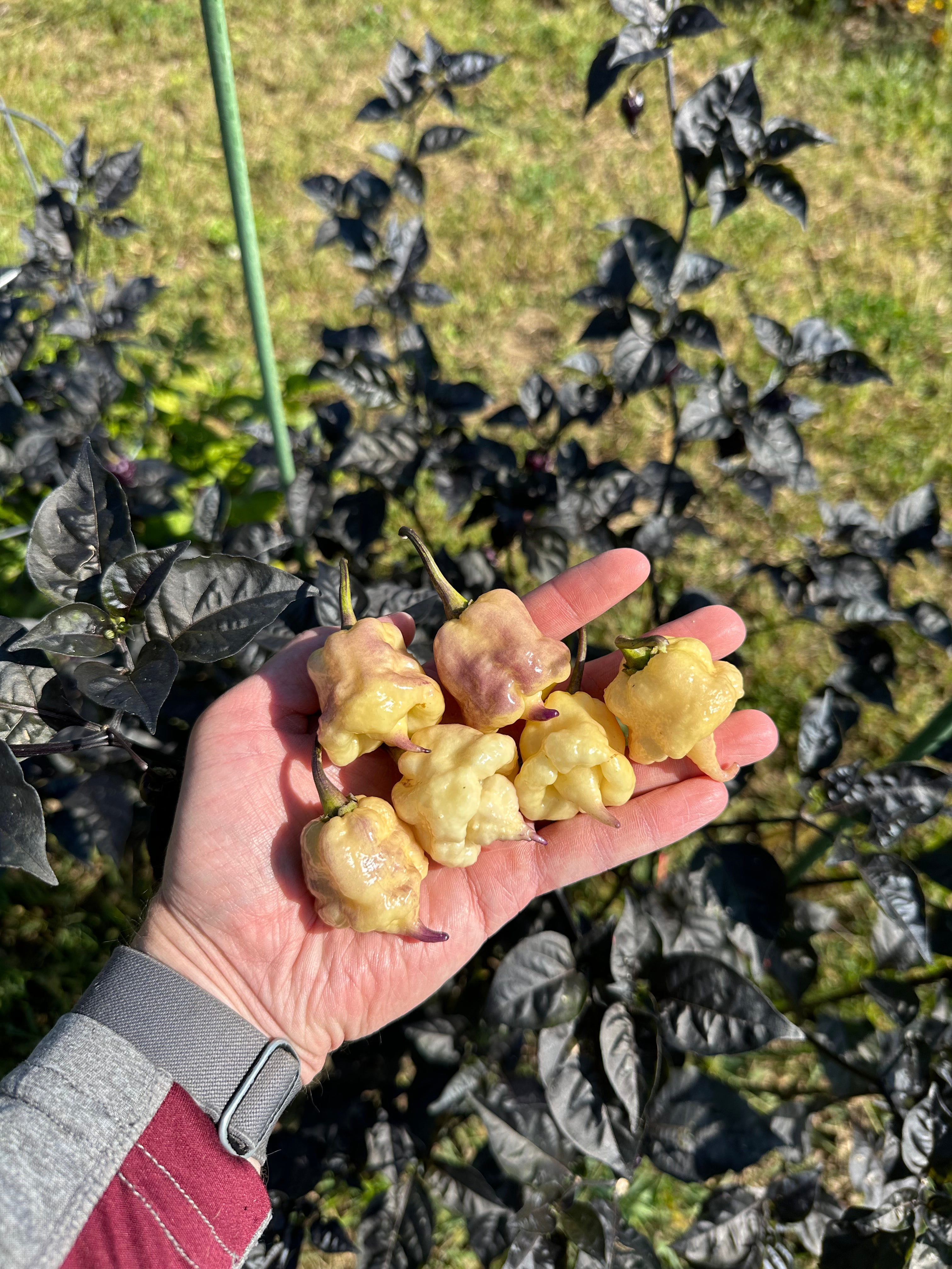 Jays Red Ghost Scorpion x Pink Tiger x Reaper (Lemon Pheno)