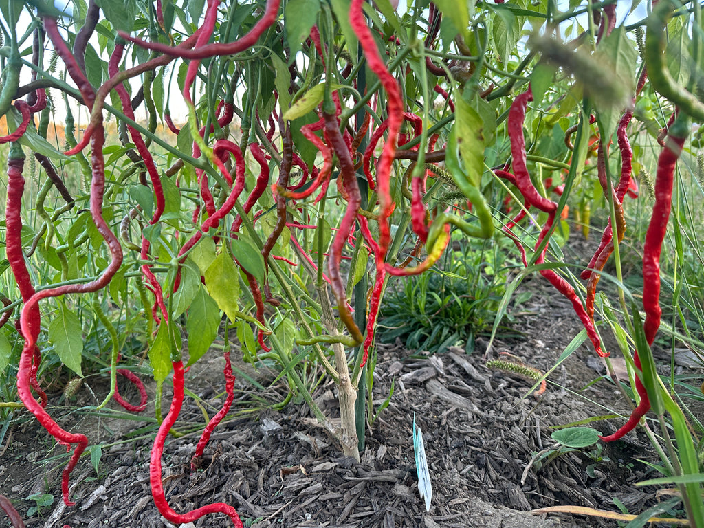 Thunder Mountain Longhorn