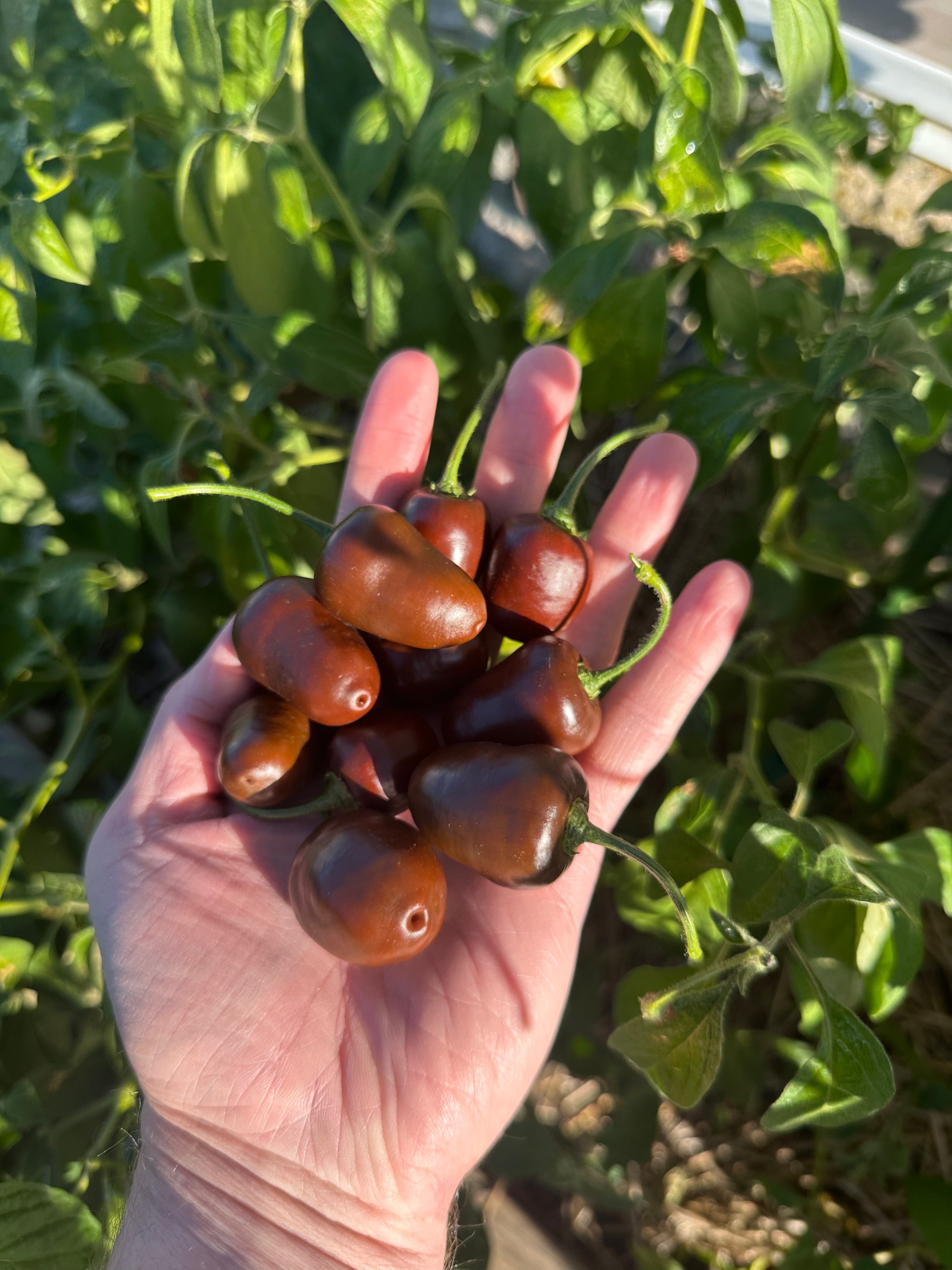 Peter Stanley Chocolate Rocoto Cross