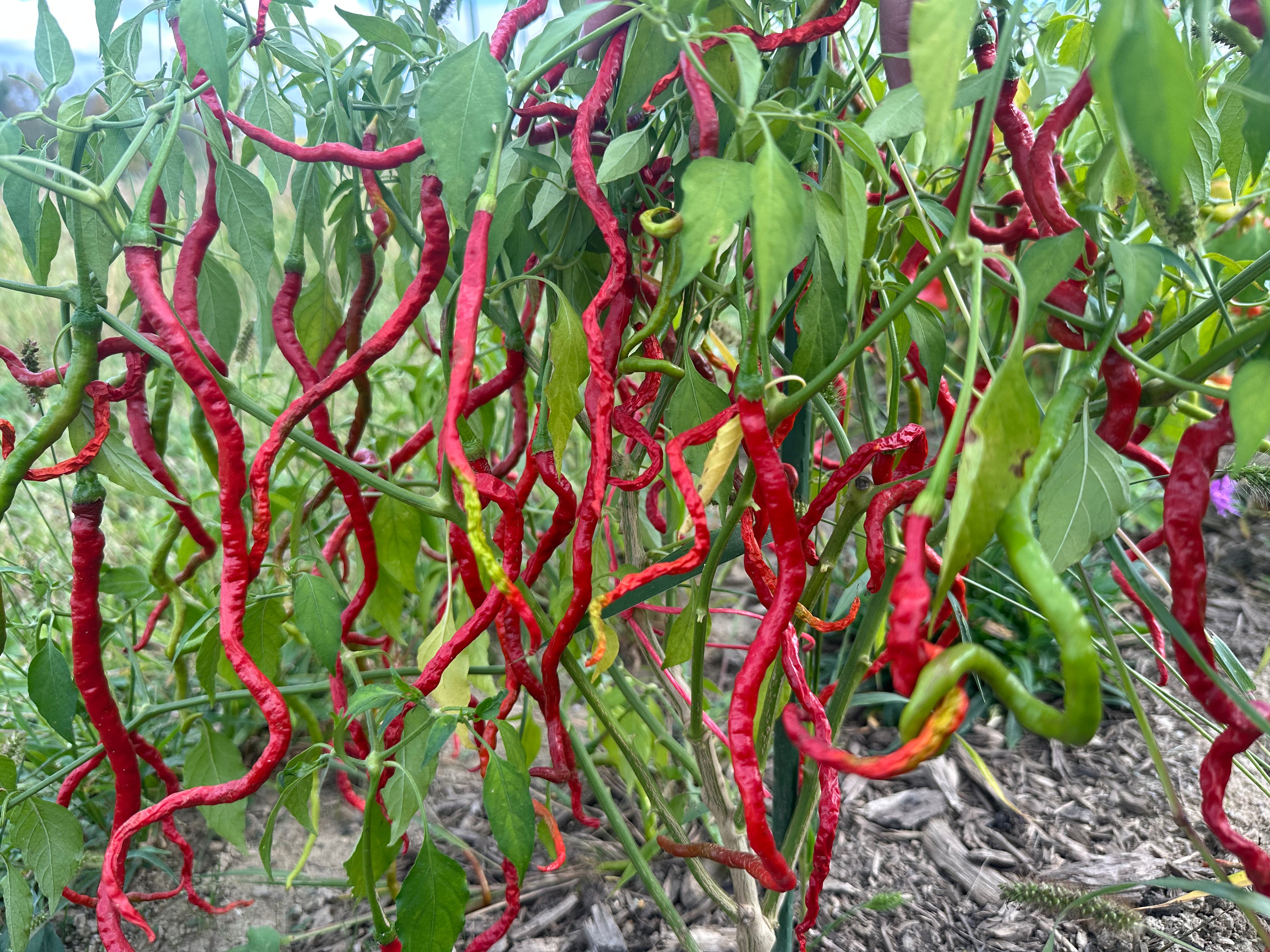 Thunder Mountain Longhorn